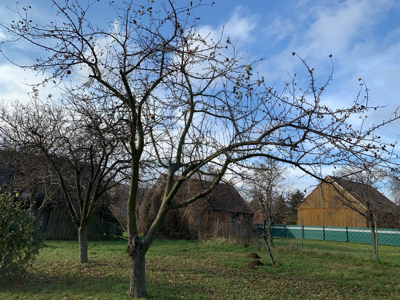Fast alle Blätter des Apfelbaums liegen am Boden. | Naturkalender App | 