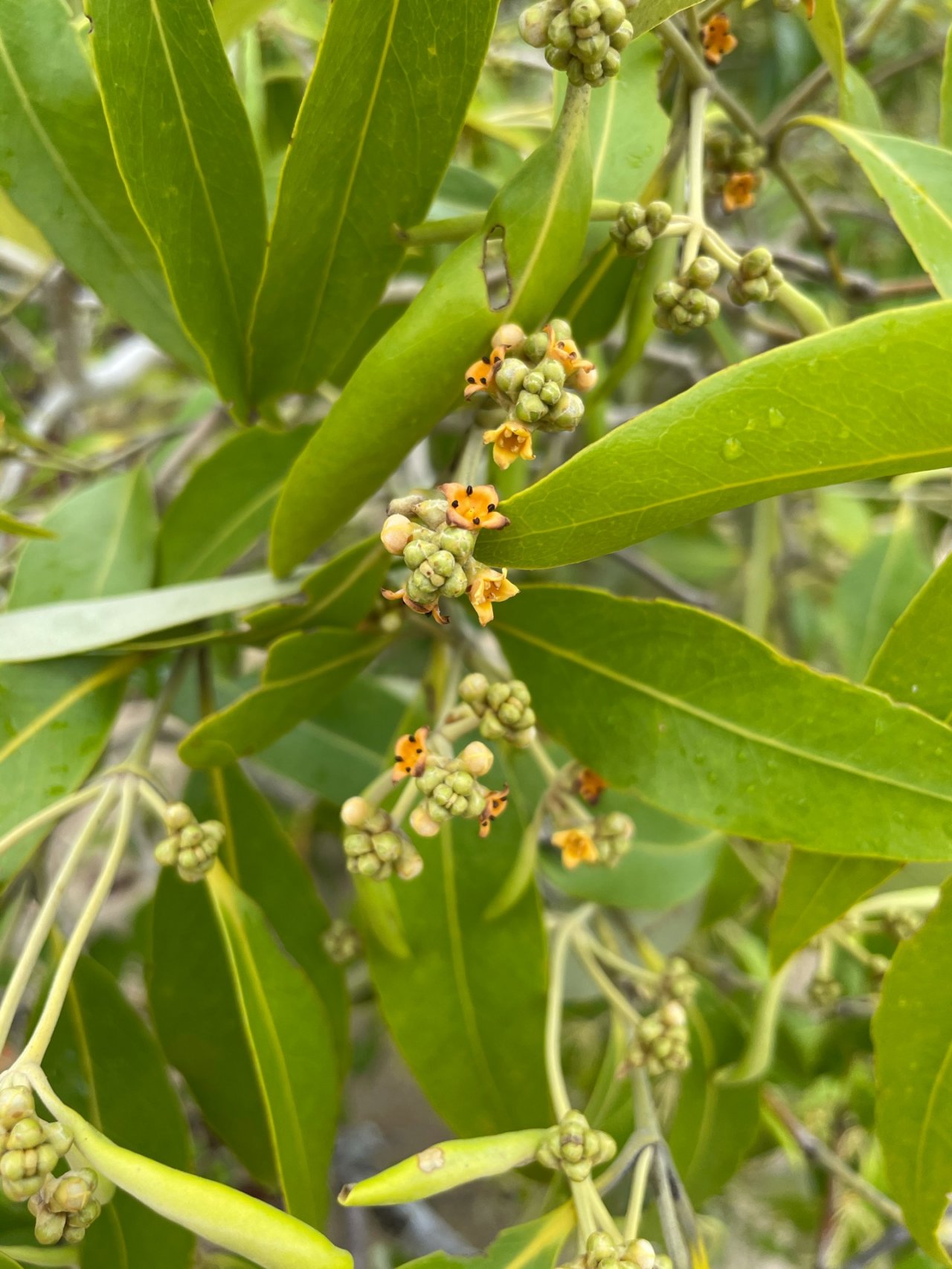 Grey Mangrove in ClimateWatch App spotted by Jock Mackenzie on 27.11.2020