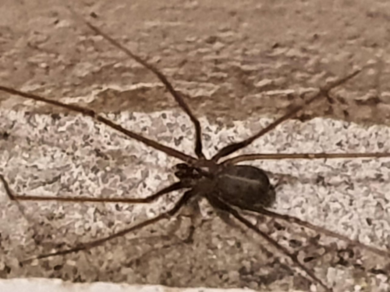 False Black Widow in SpiderSpotter App spotted by Paul Vernelen on 17.12.2020