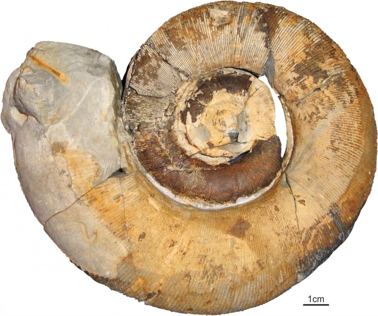 Ammoniten in Fossilfinder App spotted by Alexander Lukeneder on 23.02.2021