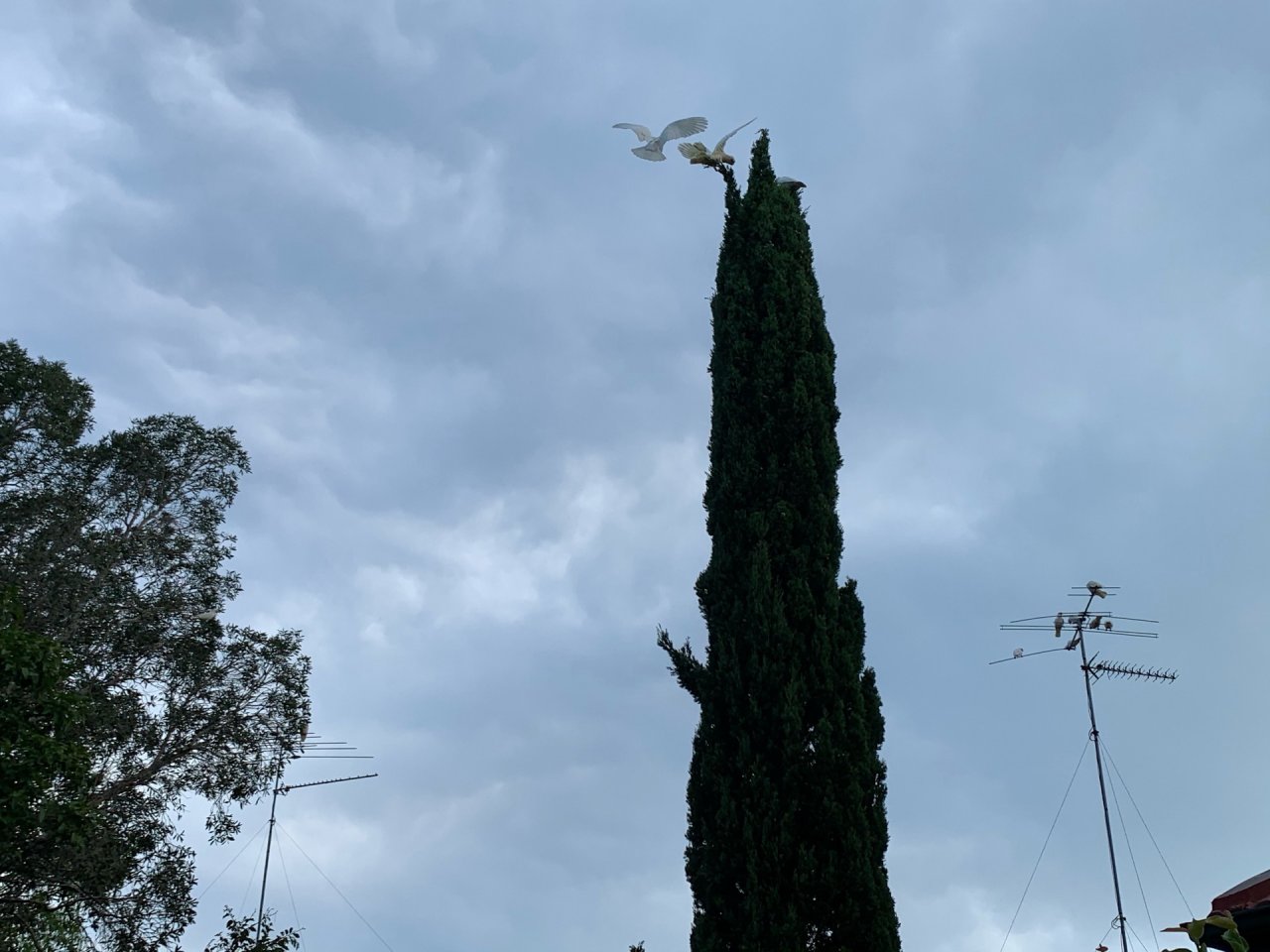 Little Corella in Big City Birds App spotted by Sean Serduk on 05.01.2021