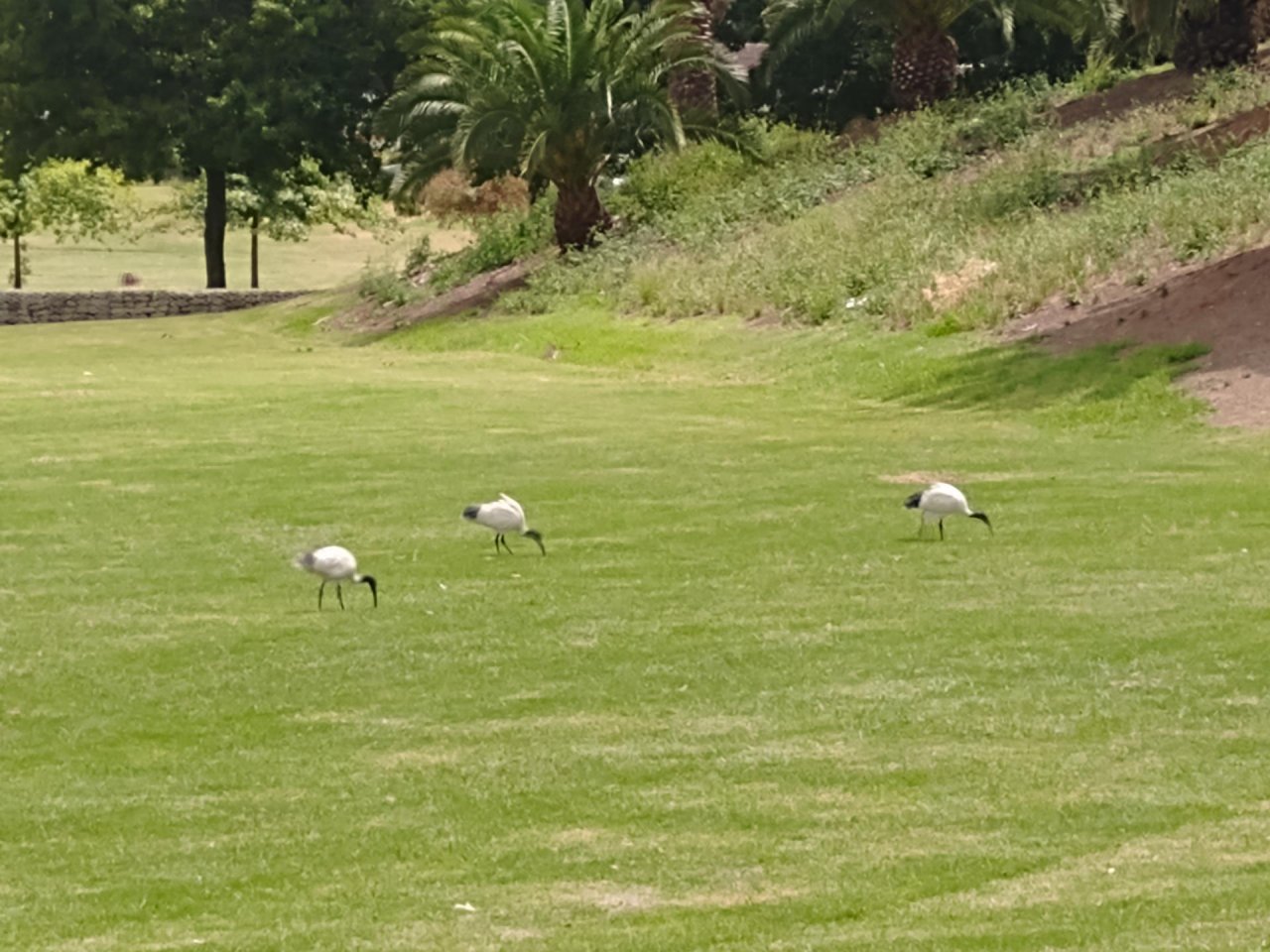 White Ibis in Big City Birds App spotted by Anna on 10.02.2021