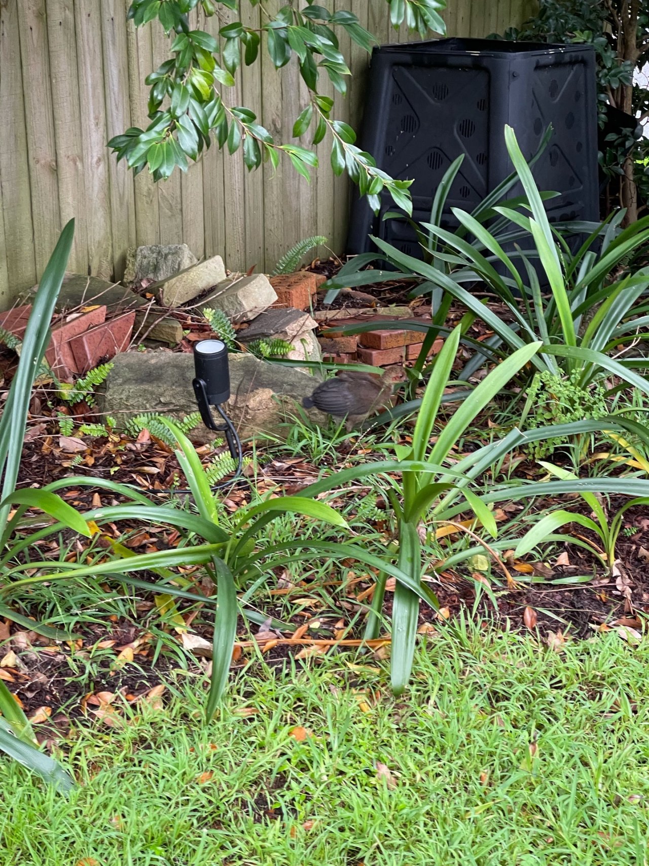 Brush-turkey in Big City Birds App spotted by Leenoo on 01.01.2021