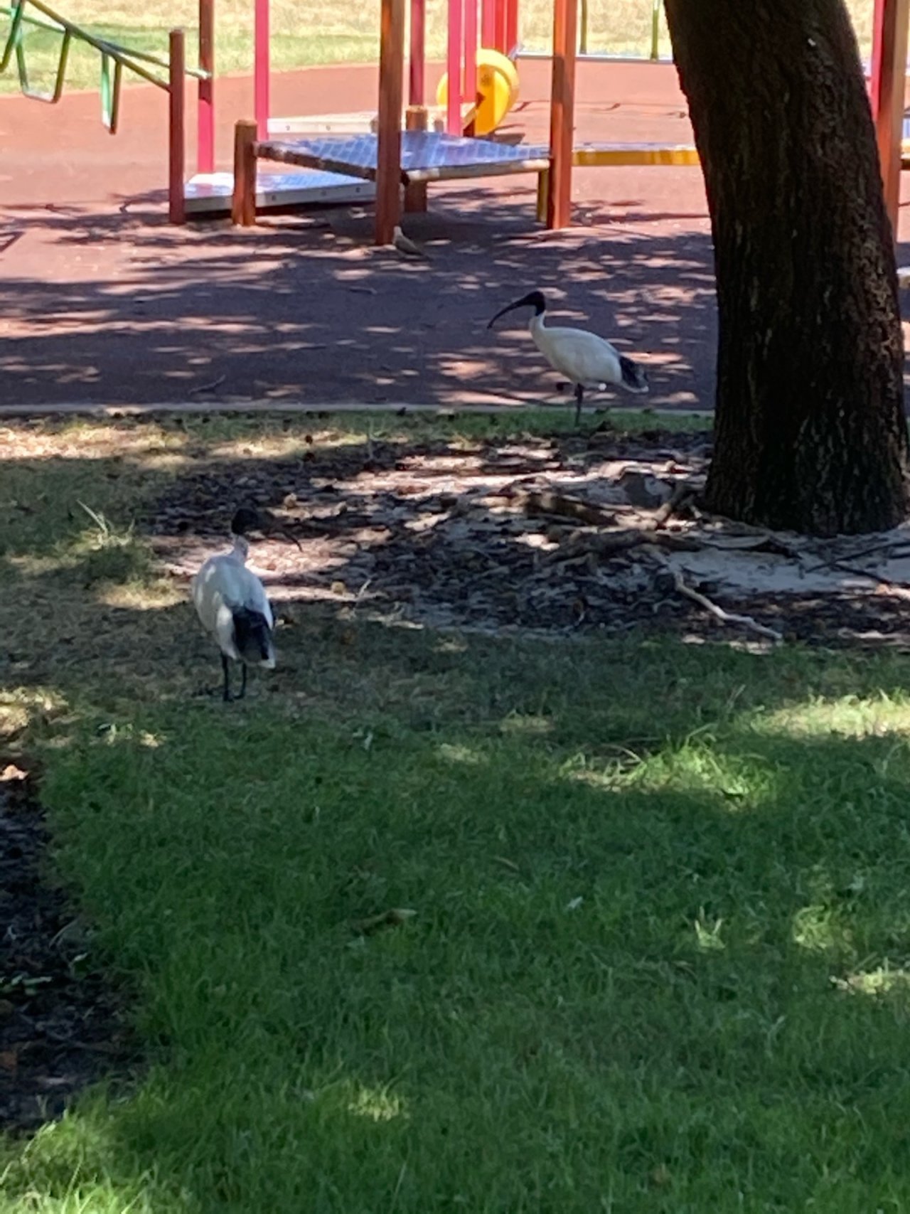 White Ibis in Big City Birds App spotted by Brad Horan on 17.01.2021