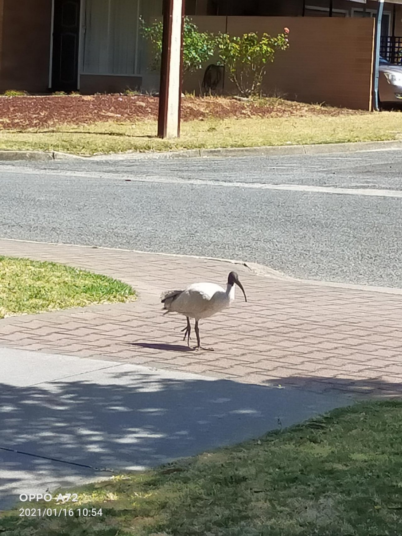 White Ibis in Big City Birds App spotted by Gawain Letheby on 16.01.2021