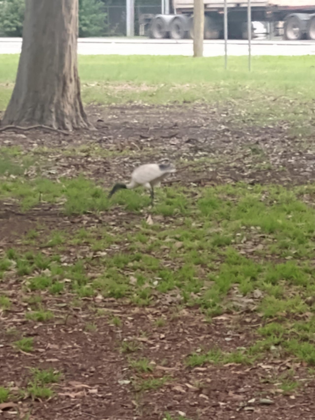 White Ibis in Big City Birds App spotted by Anna on 23.02.2021