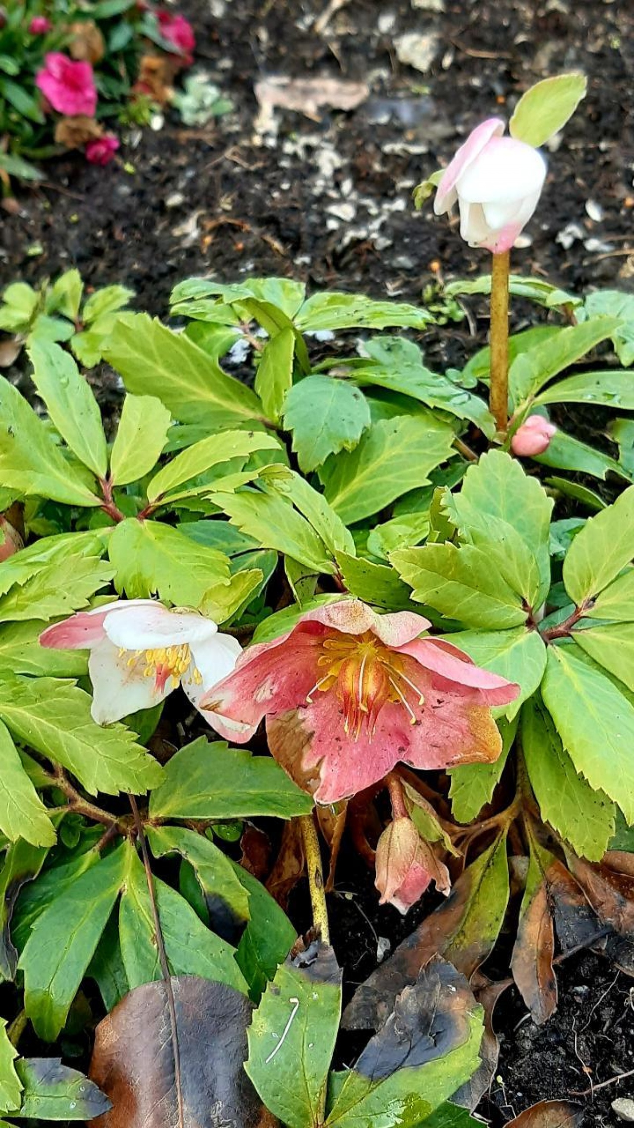 Schneerose beginnt zu blühen 💮 | Naturkalender App | 08.12.2020