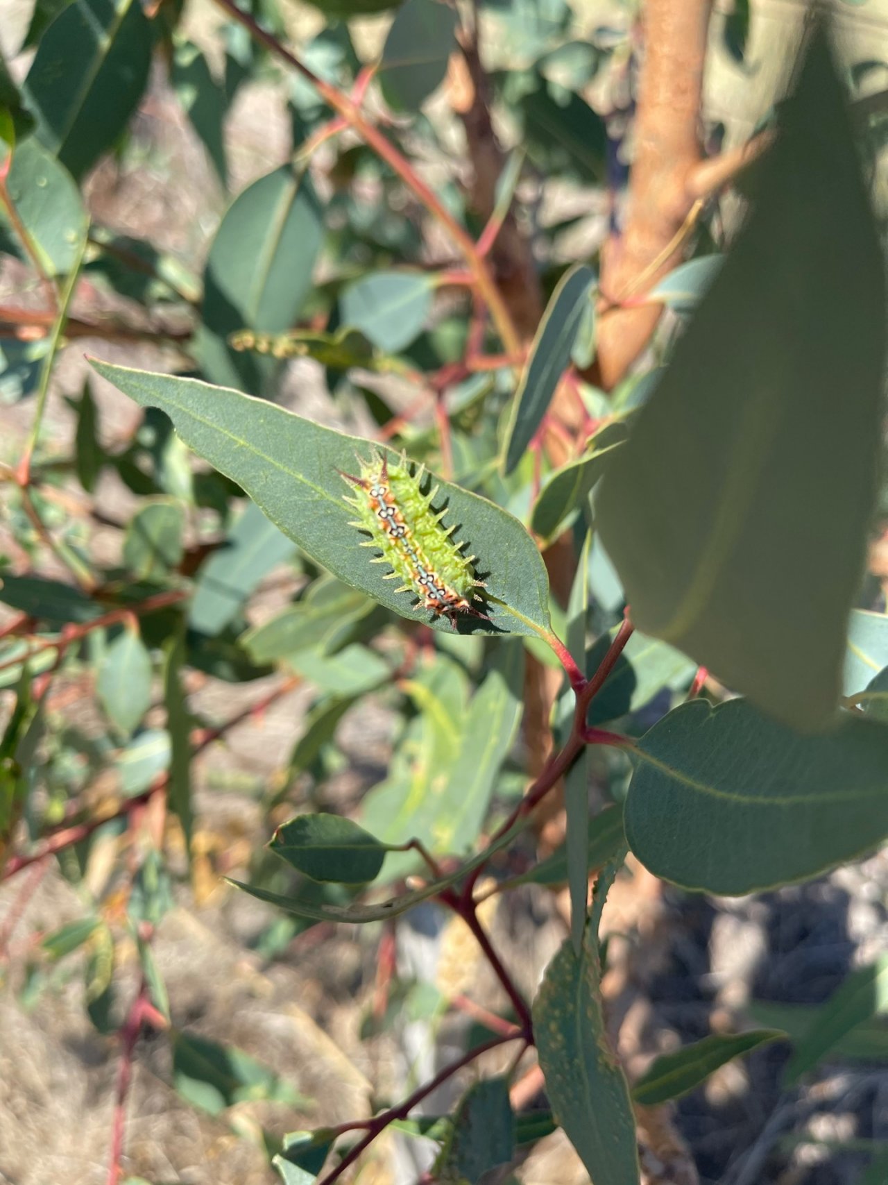 Other insect in ClimateWatch App spotted by Silvia Zola on 21.02.2021