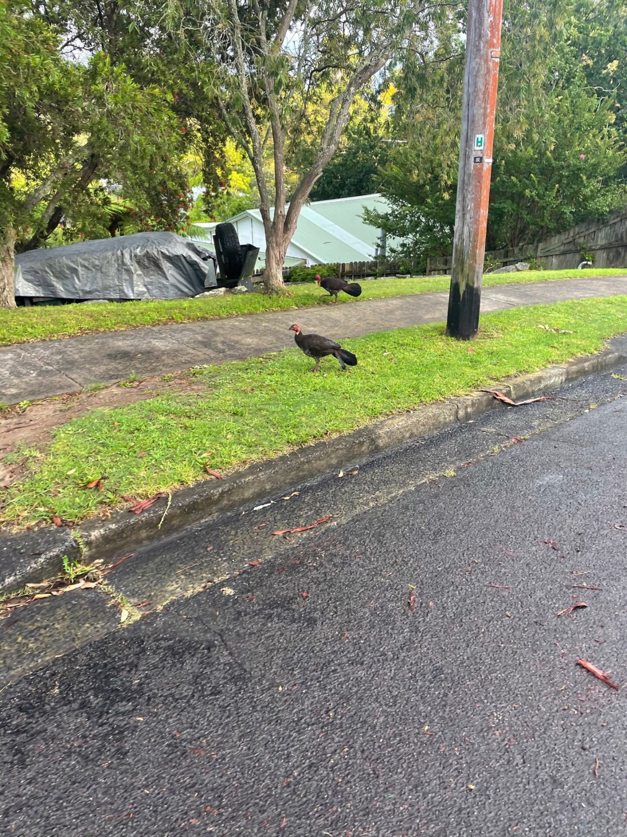 Brush-turkey in Big City Birds App spotted by John Newton on 07.01.2021