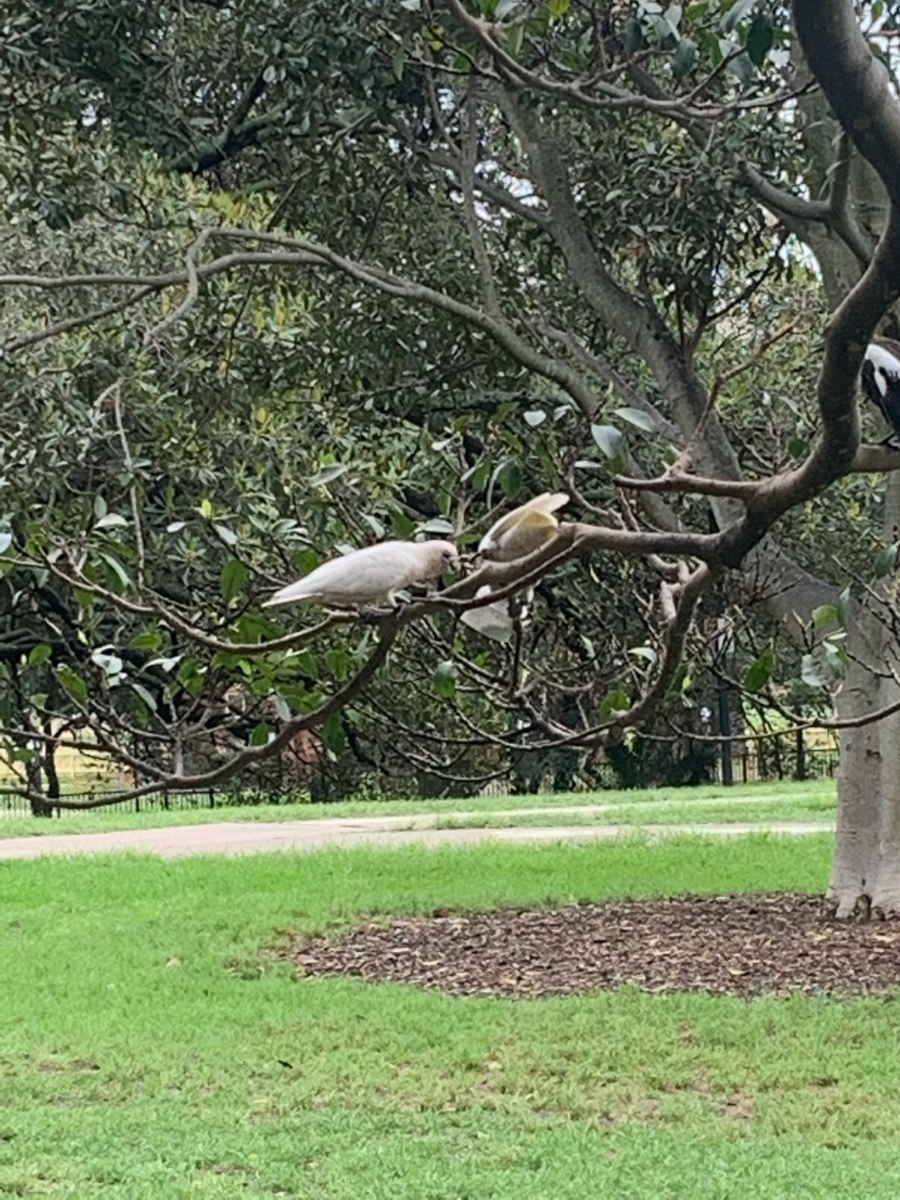 Little Corella in Big City Birds App spotted by Laurie McGuirk on 22.12.2020