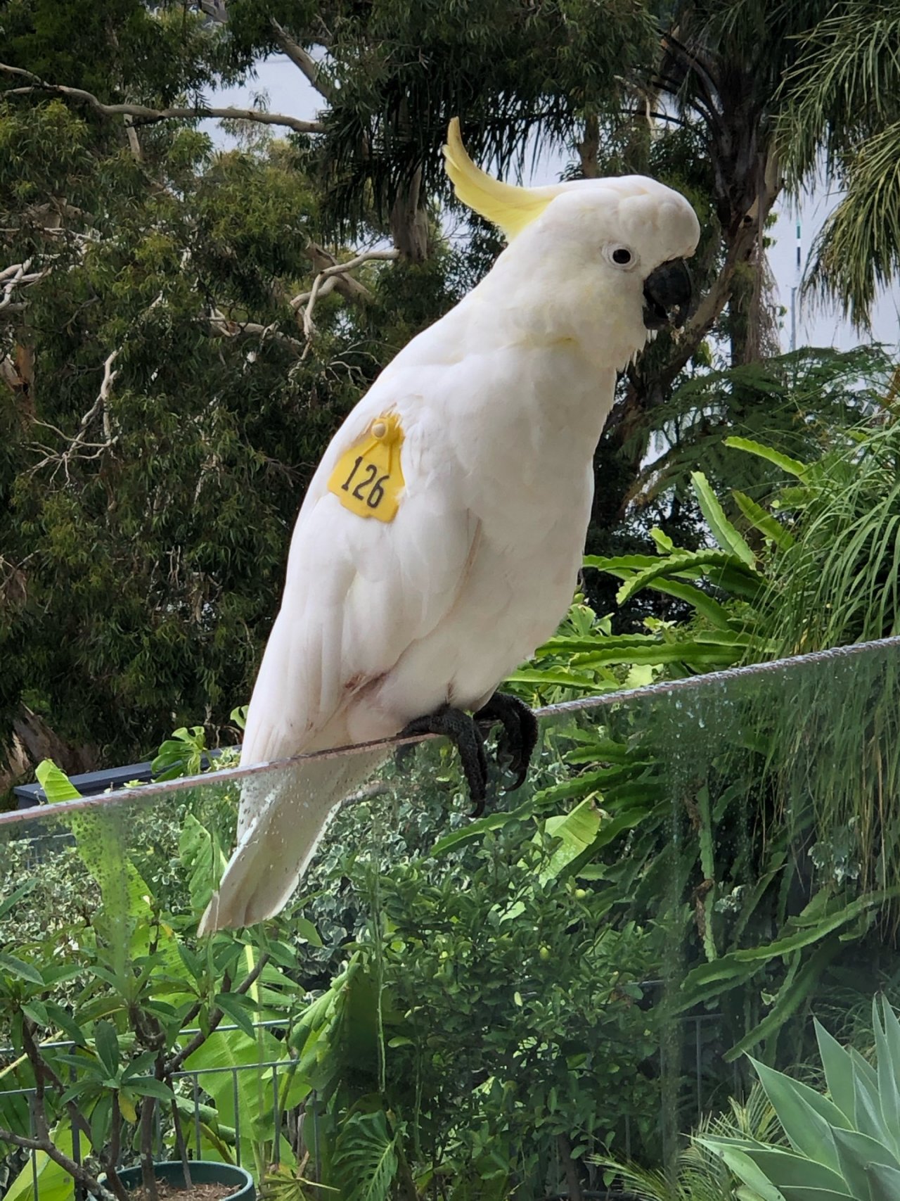 Sulphur-crested Cockatoo in Big City Birds App spotted by luckybrooks on 02.01.2021