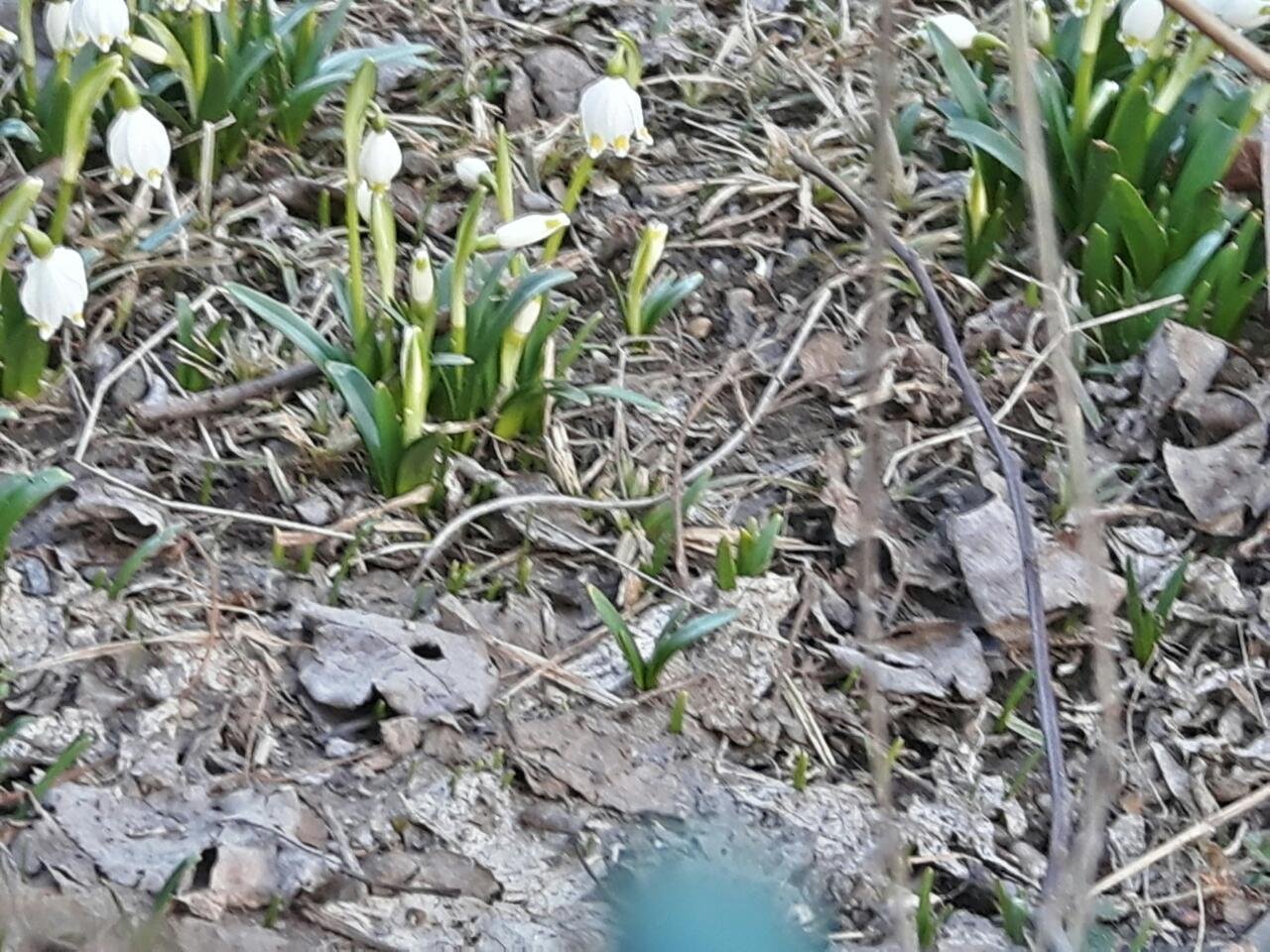 Frühlingsknotenblume in Naturkalender App spotted by Thomas Pfeifhofer on 23.02.2021