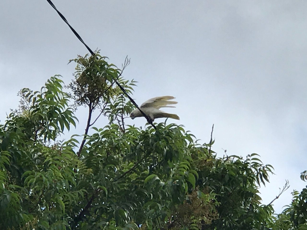 Sulphur-crested Cockatoo in Big City Birds App spotted by Zoe on 20.12.2020