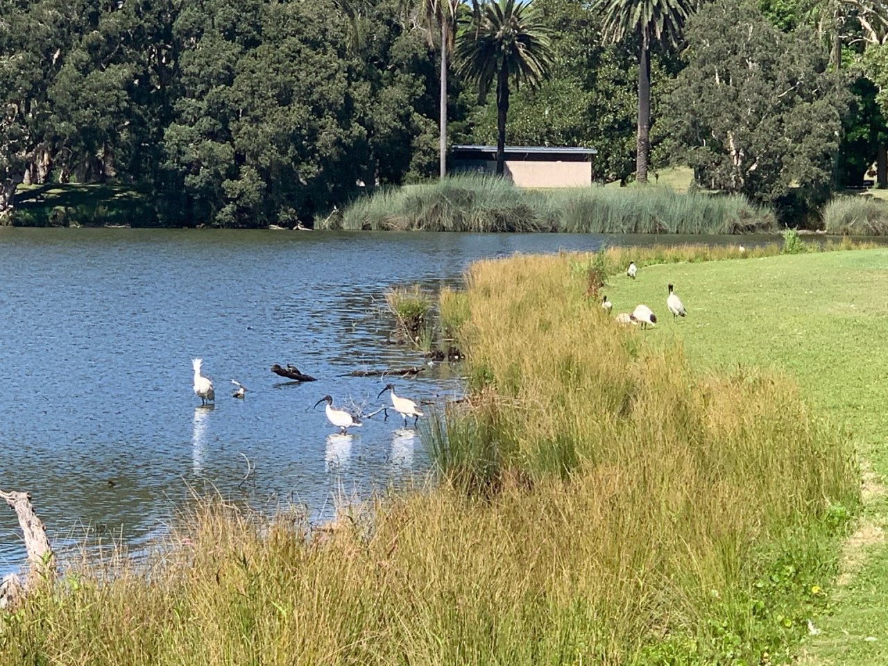 White Ibis in Big City Birds App spotted by John Martin on 22.01.2021