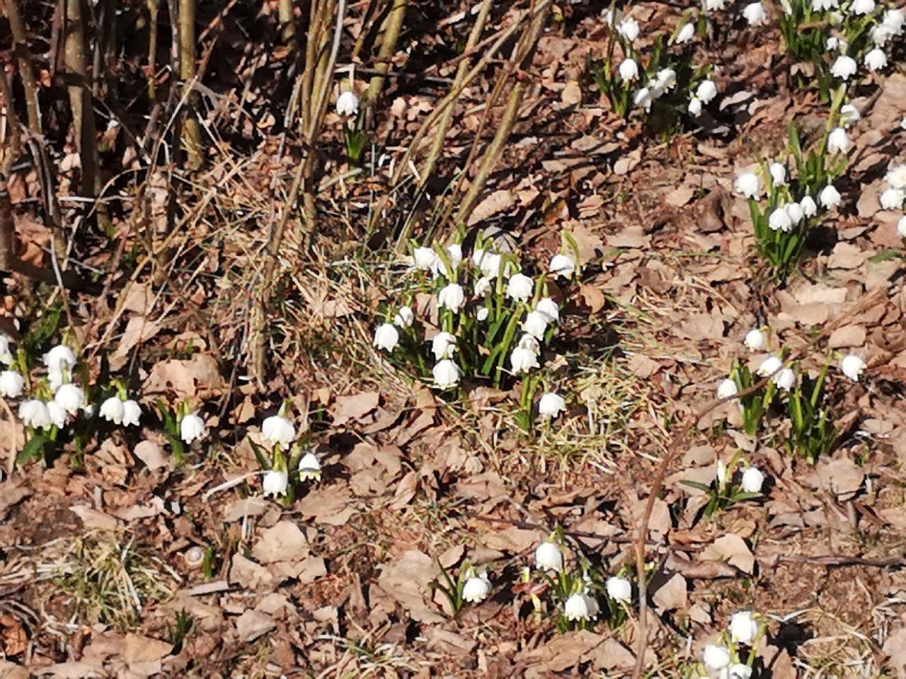 Frühlingsknotenblume in Naturkalender App spotted by Eva Huber on 22.02.2021