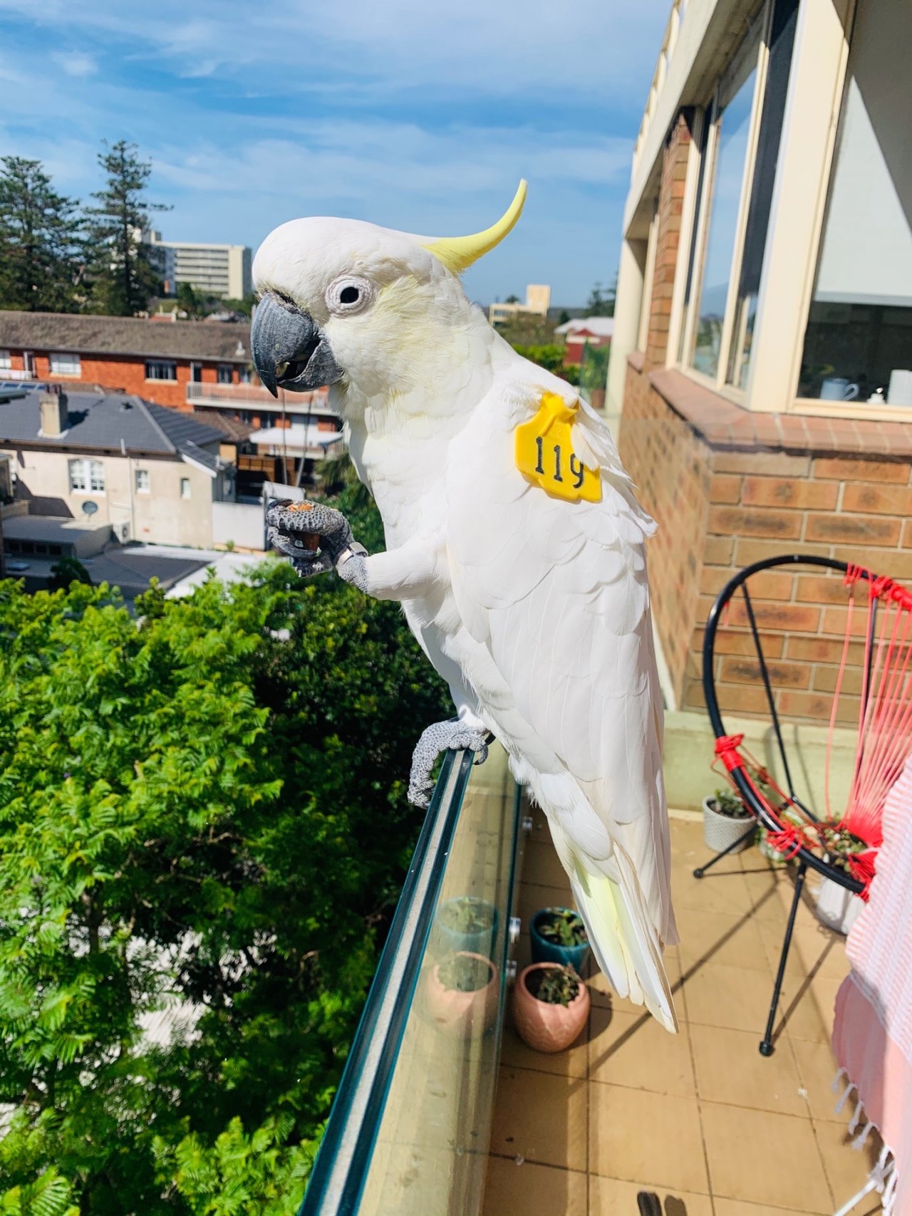 Sulphur-crested Cockatoo in Big City Birds App spotted by Susan on 12.01.2021