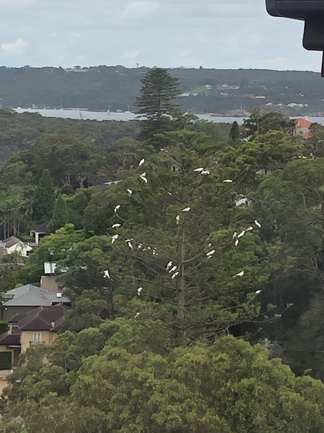 Sulphur-crested Cockatoo in Big City Birds App spotted by Cockie on 08.01.2021