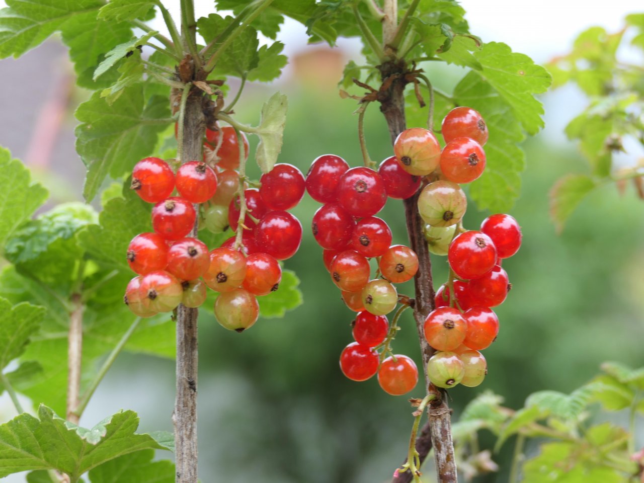 Plants in NatureSpots App spotted by Valerian Scherer on 20.06.2020