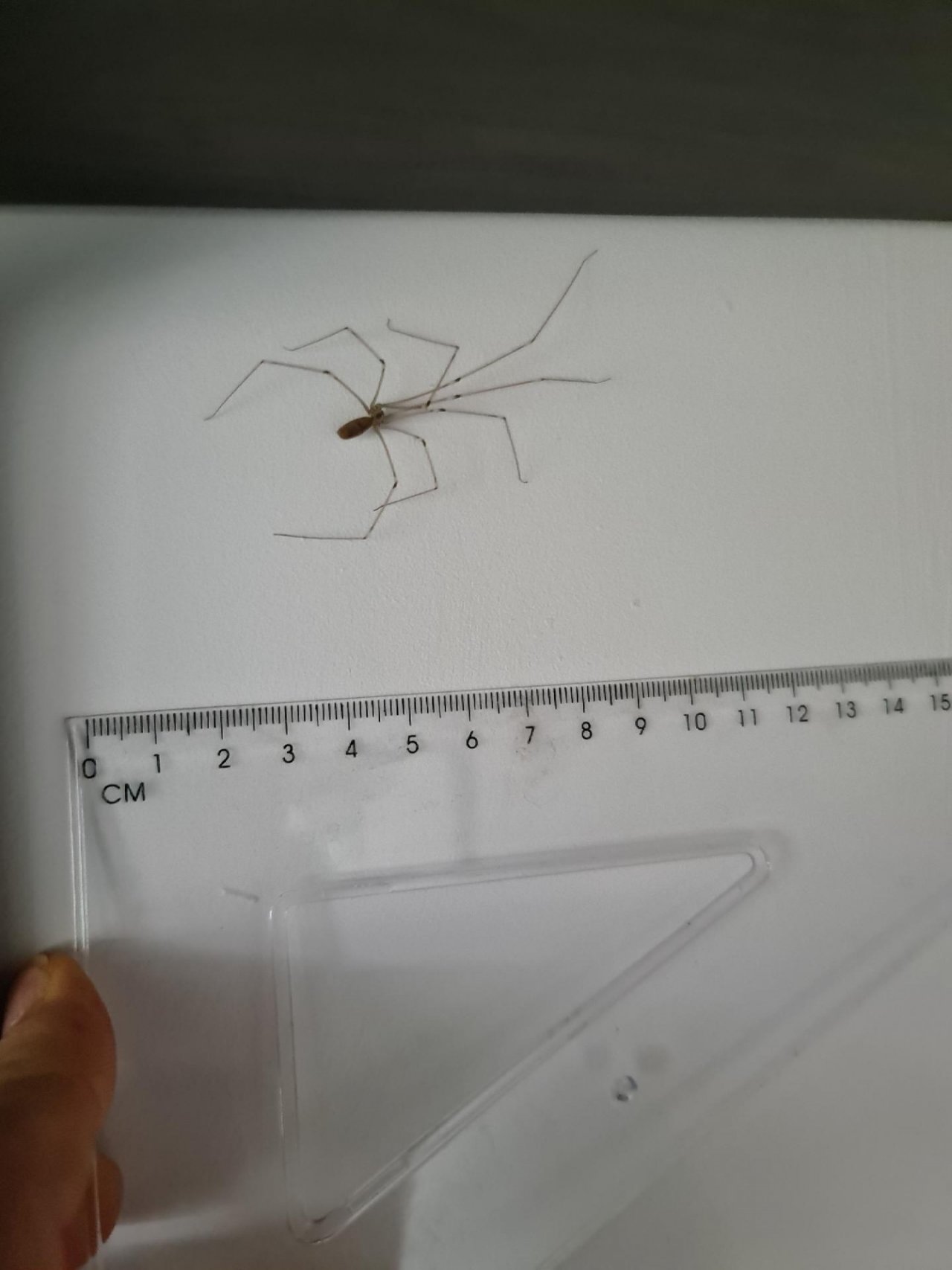 Cellar Spider in SpiderSpotter App spotted by Henk Bloemsma on 22.12.2020