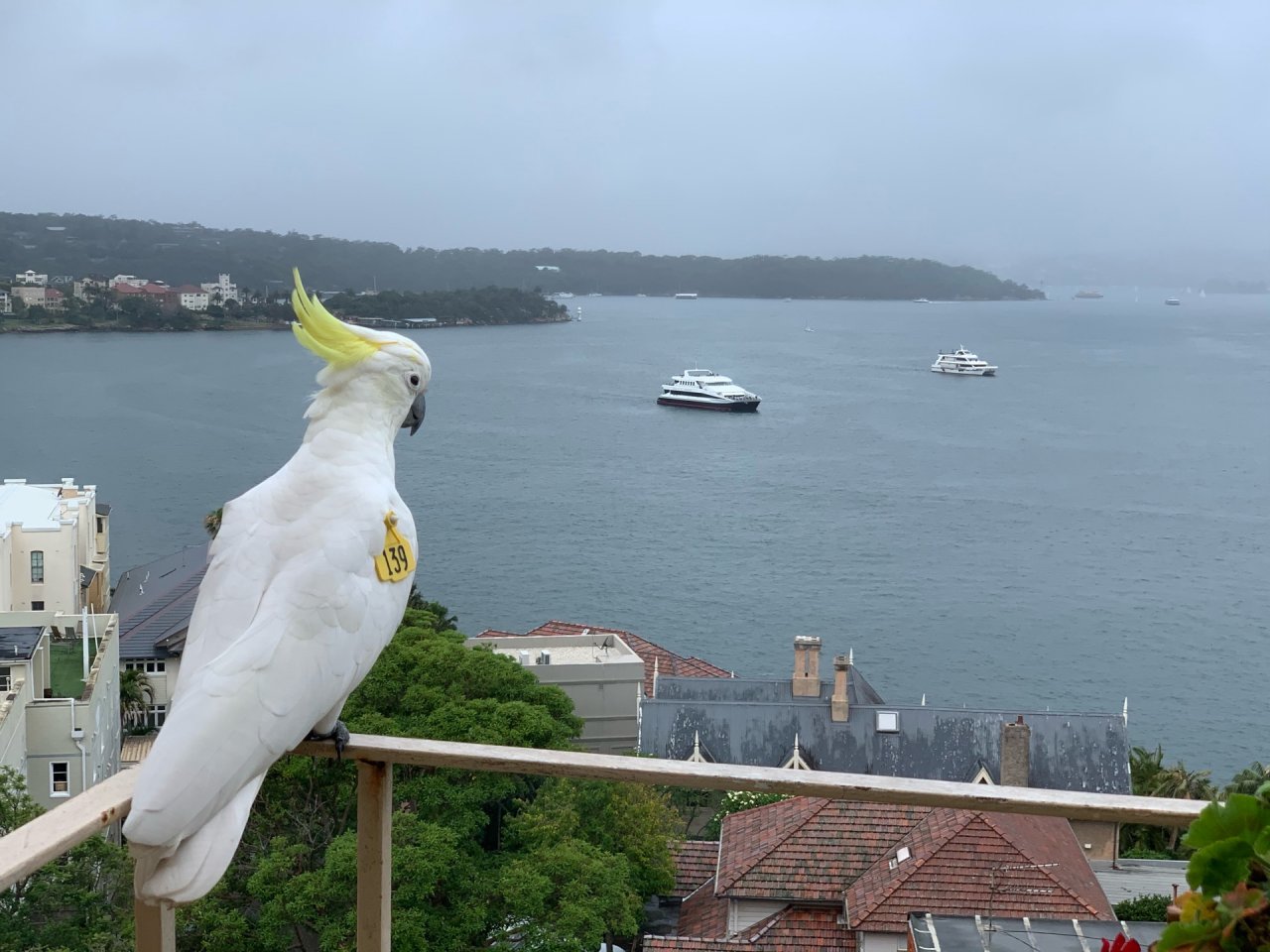 Sulphur-crested Cockatoo in Big City Birds App spotted by princessfiona on 19.12.2020