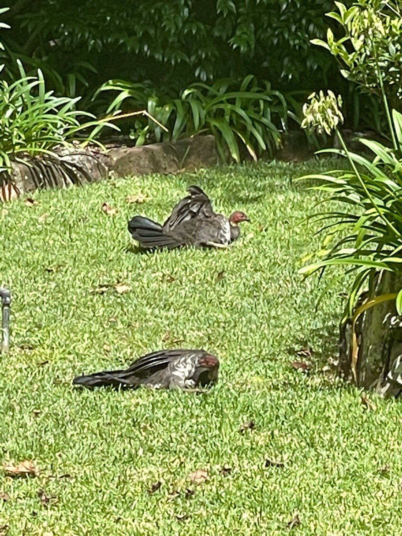 Brush-turkey in Big City Birds App spotted by BushBaby on 19.02.2021