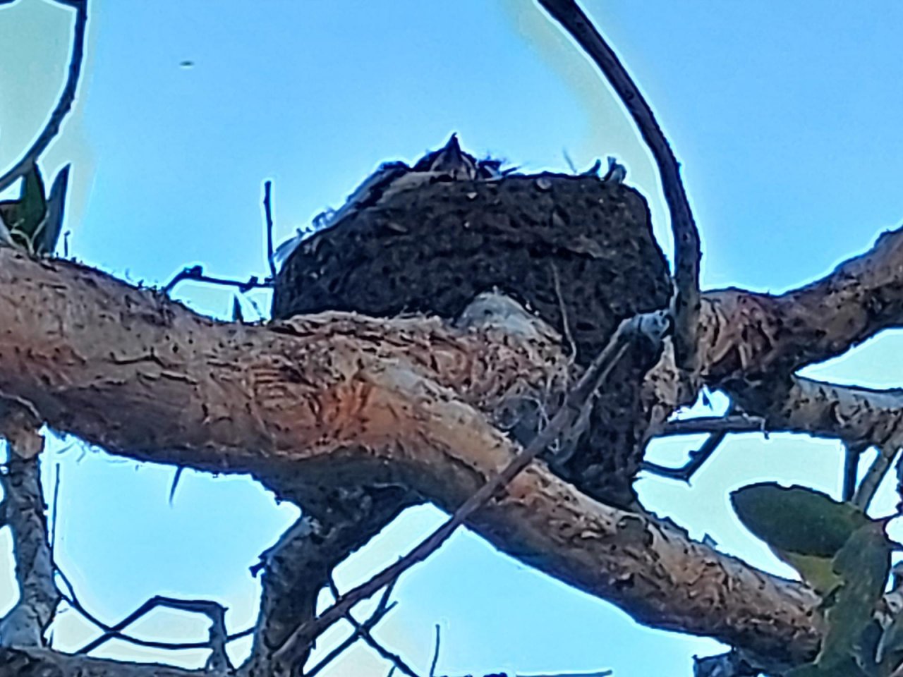 Nest in Big City Birds App spotted by Feather on 09.02.2021