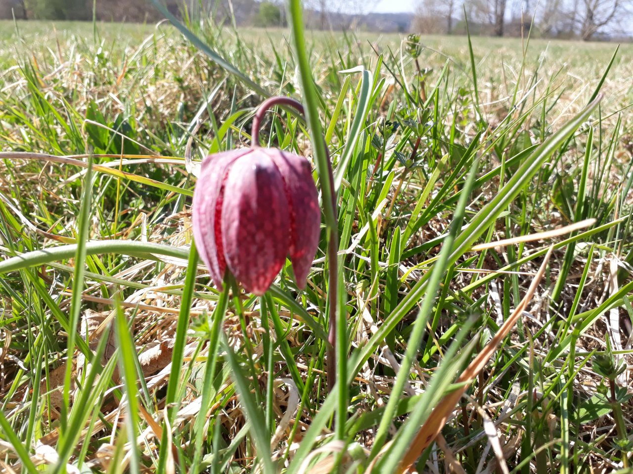 Plants in NatureSpots App spotted by Valerian Scherer on 31.03.2019