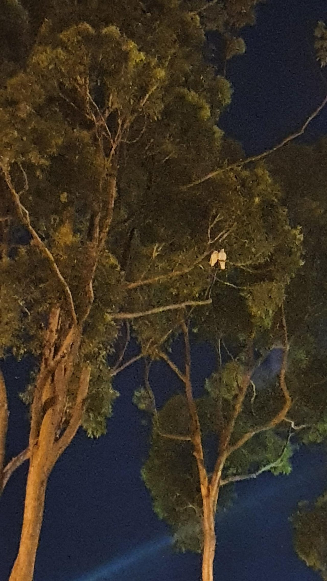 Little Corella in Big City Birds App spotted by Amber on 26.12.2020