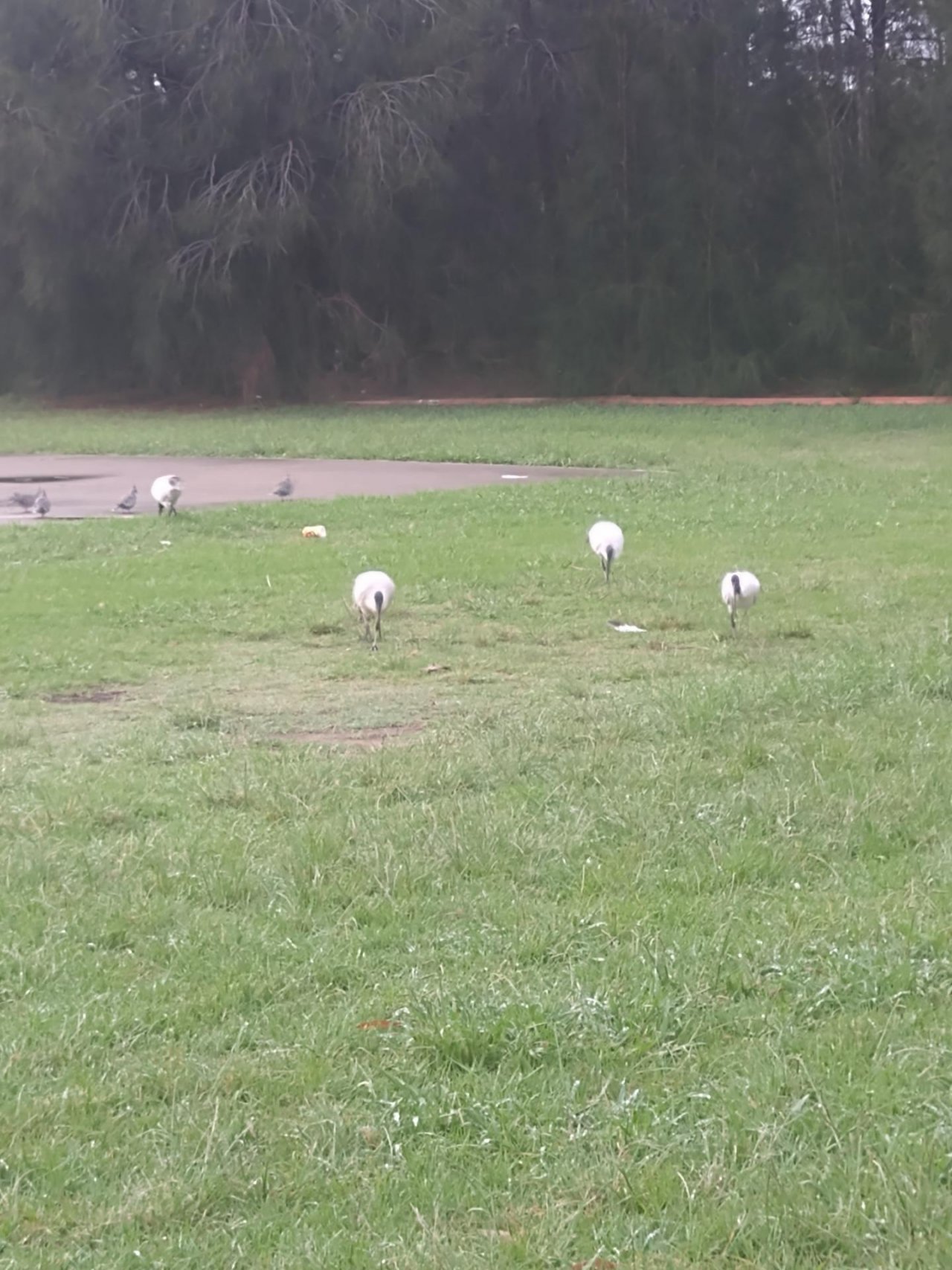 White Ibis in Big City Birds App spotted by Anna on 24.02.2021