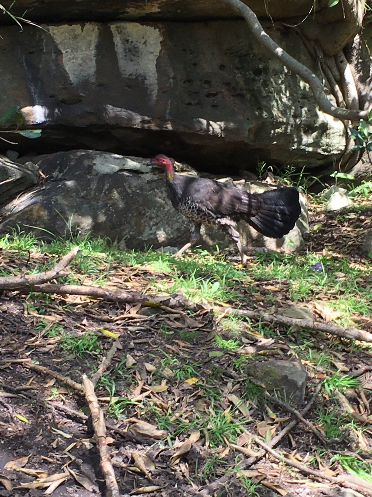 Brush-turkey in Big City Birds App spotted by rabsda on 23.12.2020