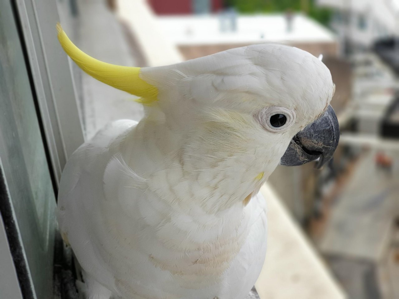 Sulphur-crested Cockatoo in Big City Birds App spotted by TomMassey on 20.01.2021