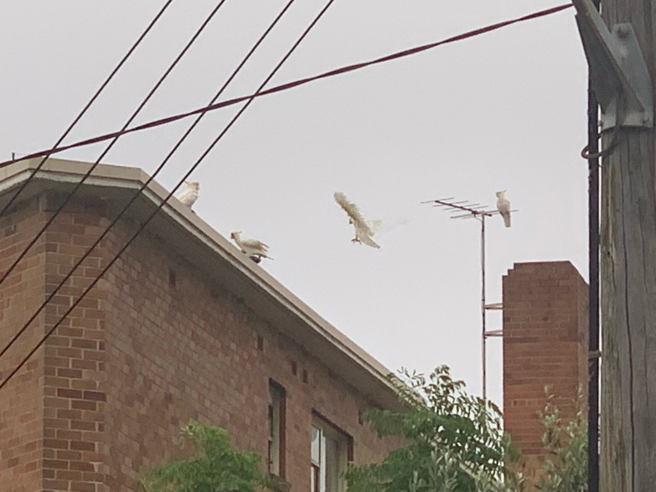 Sulphur-crested Cockatoo in Big City Birds App spotted by John Martin on 27.01.2021