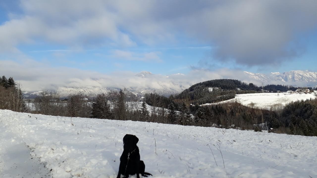 Zusammenhängende Schneedecke in Naturkalender App spotted by Bienenvater on 11.12.2020