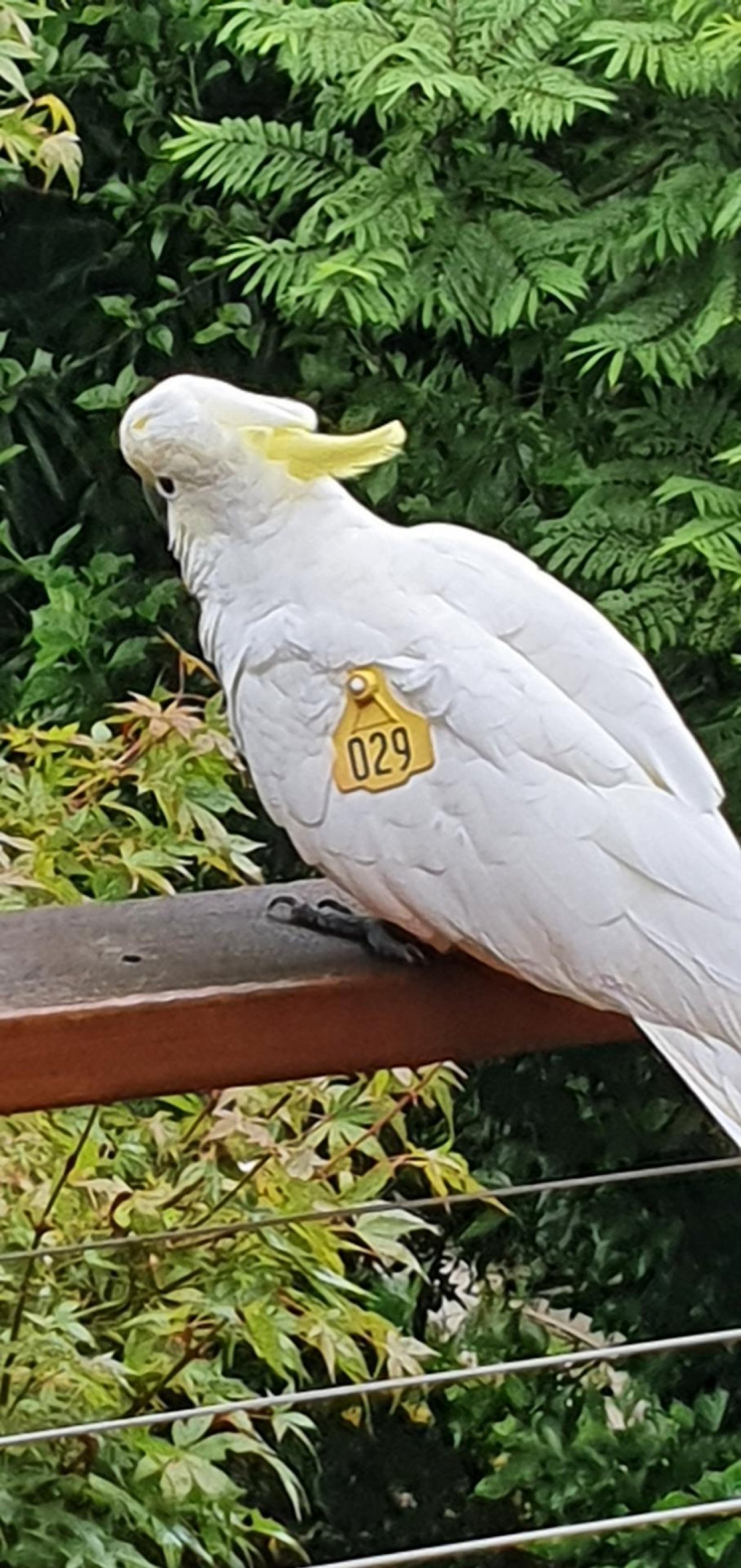 Sulphur-crested Cockatoo in Big City Birds App spotted by Fullersrd on 13.02.2021