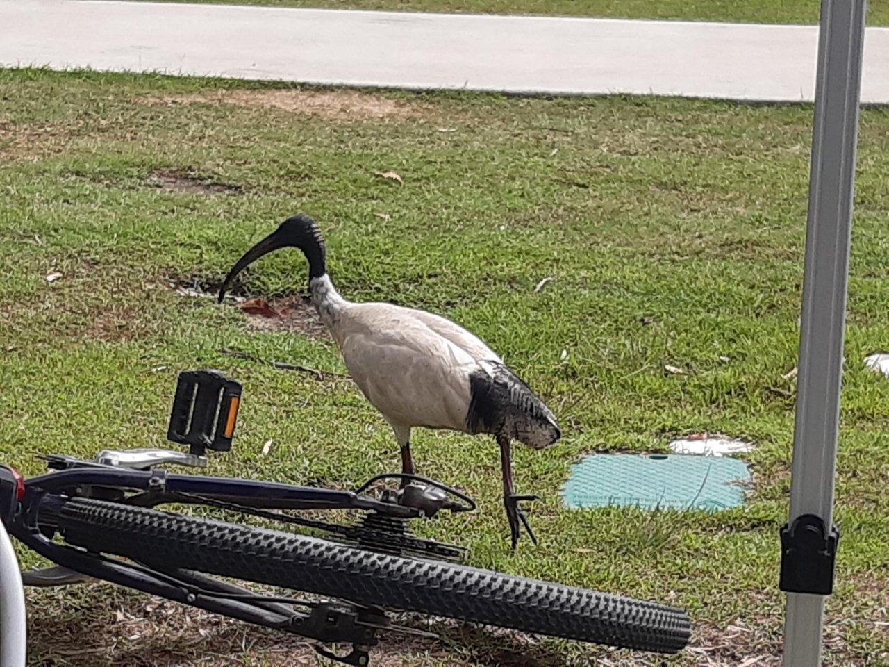 White Ibis in Big City Birds App spotted by Feather on 16.12.2020