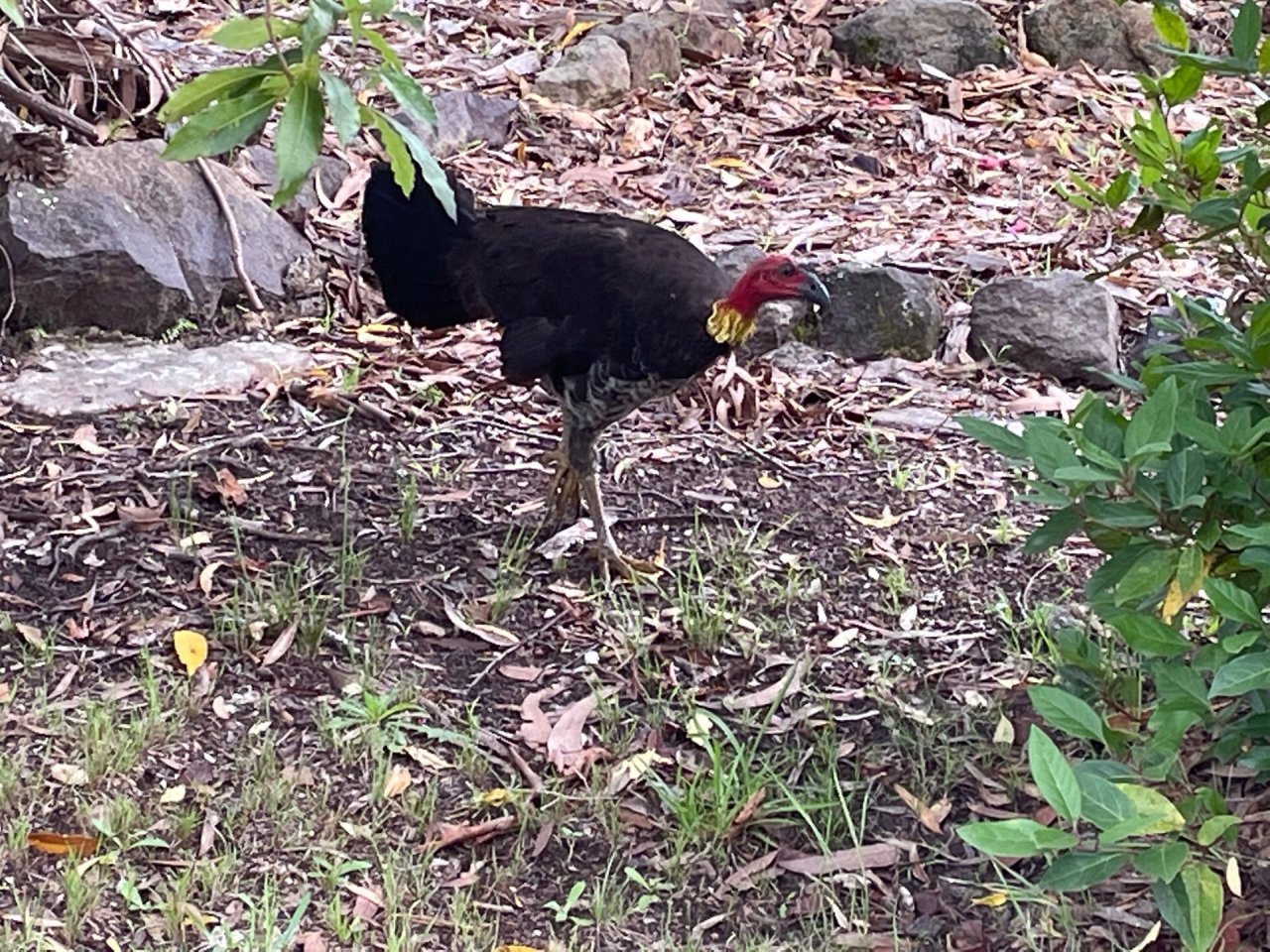 Brush-turkey in Big City Birds App spotted by John Newton on 24.12.2020