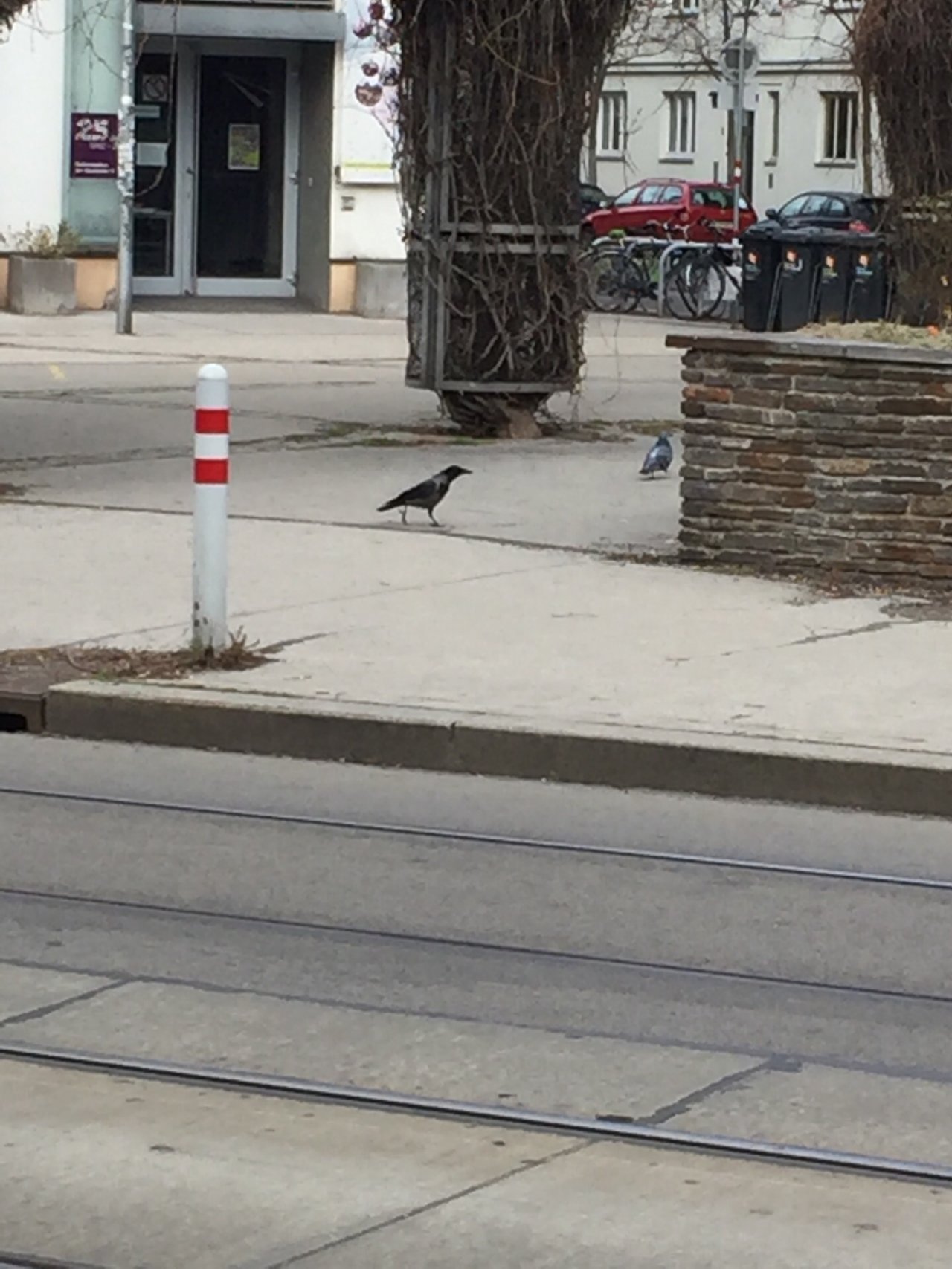 Hooded Crow in KraMobil App spotted by Katharina on 09.03.2021