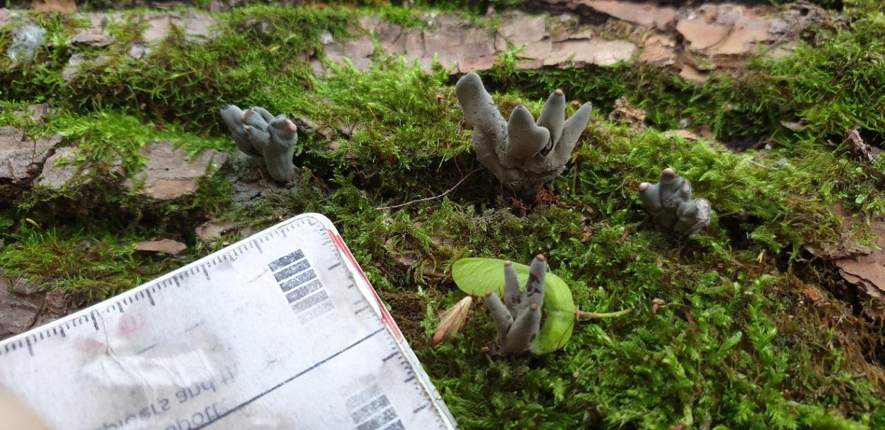 Fungi in NatureSpots App spotted by Ka vonSeiten on 17.08.2019