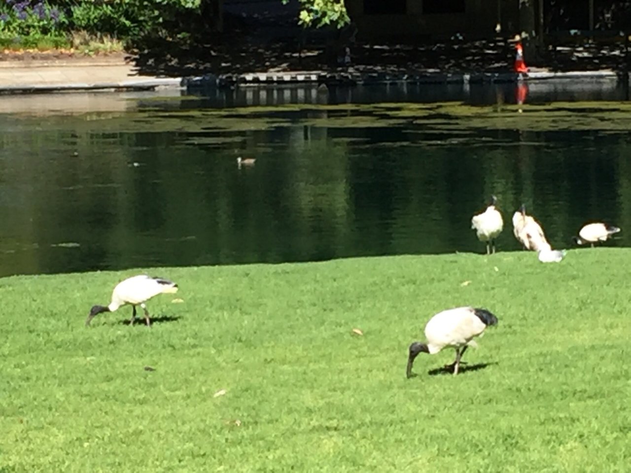 White Ibis in Big City Birds App spotted by Kate Eatts on 02.01.2021