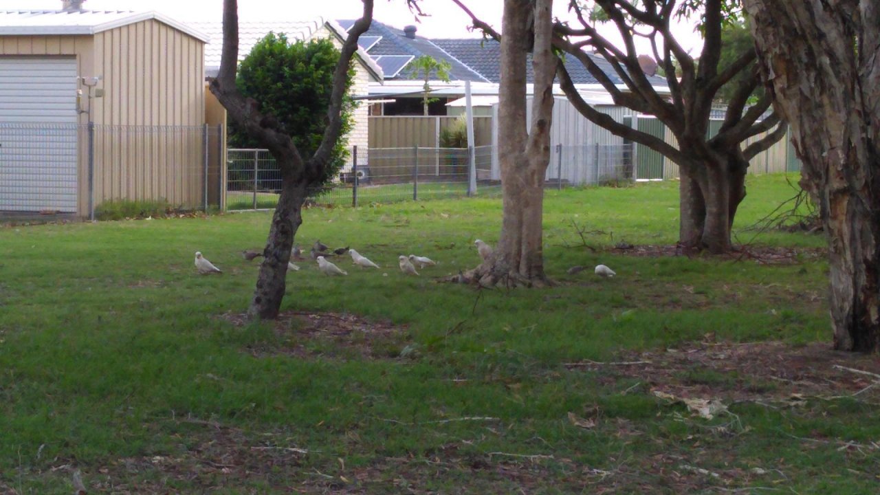 Little Corella in Big City Birds App spotted by Chris Barclay on 16.12.2020