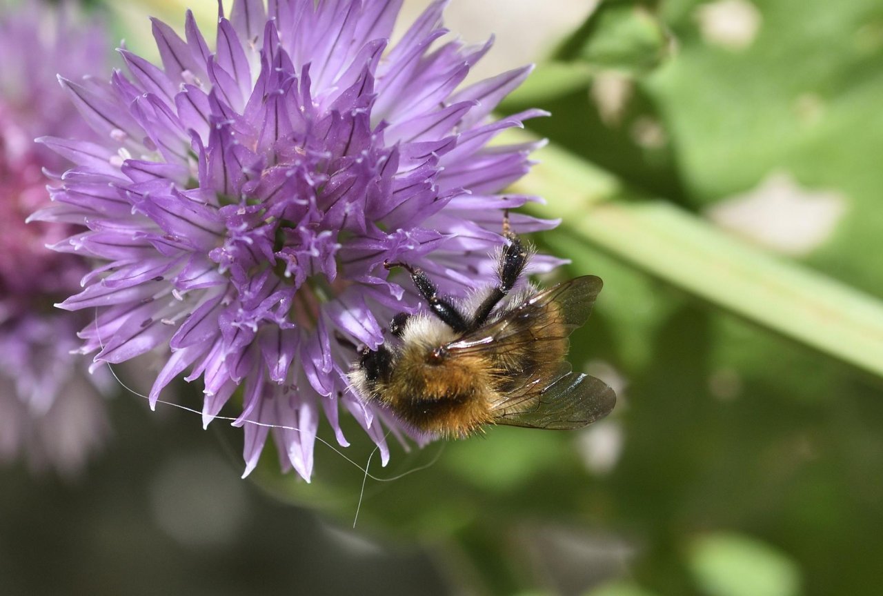 Allium in Spot-a-Bee App spotted by Danny VG on 25.05.2019
