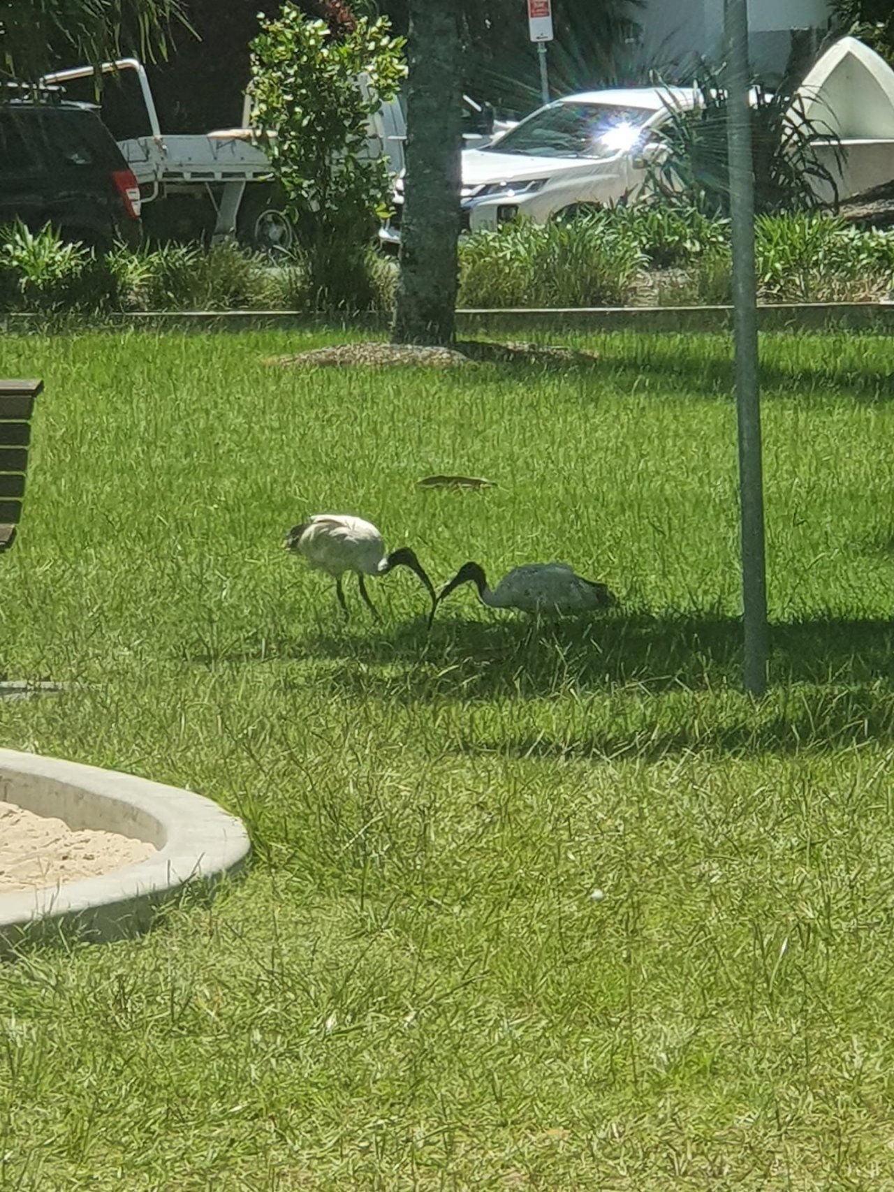 White Ibis in Big City Birds App spotted by Janice Hipperson on 10.01.2021