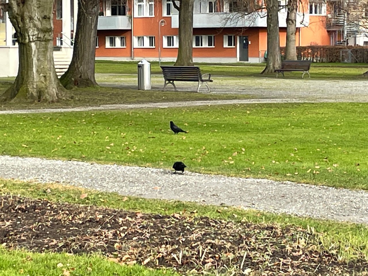 Carrion Crow in KraMobil App spotted by Andreas Ryser on 31.12.2020