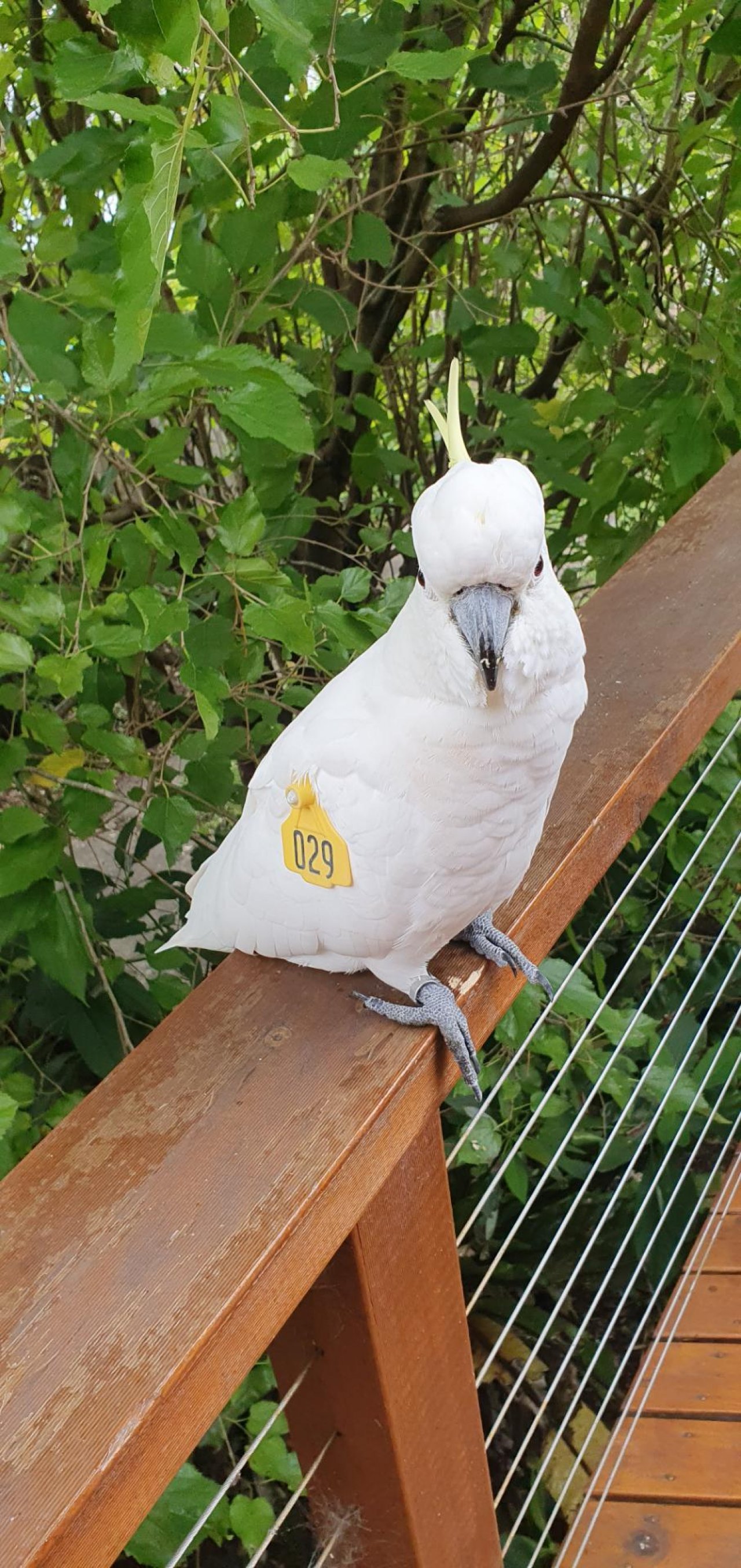 Sulphur-crested Cockatoo in Big City Birds App spotted by Fullersrd on 23.02.2021