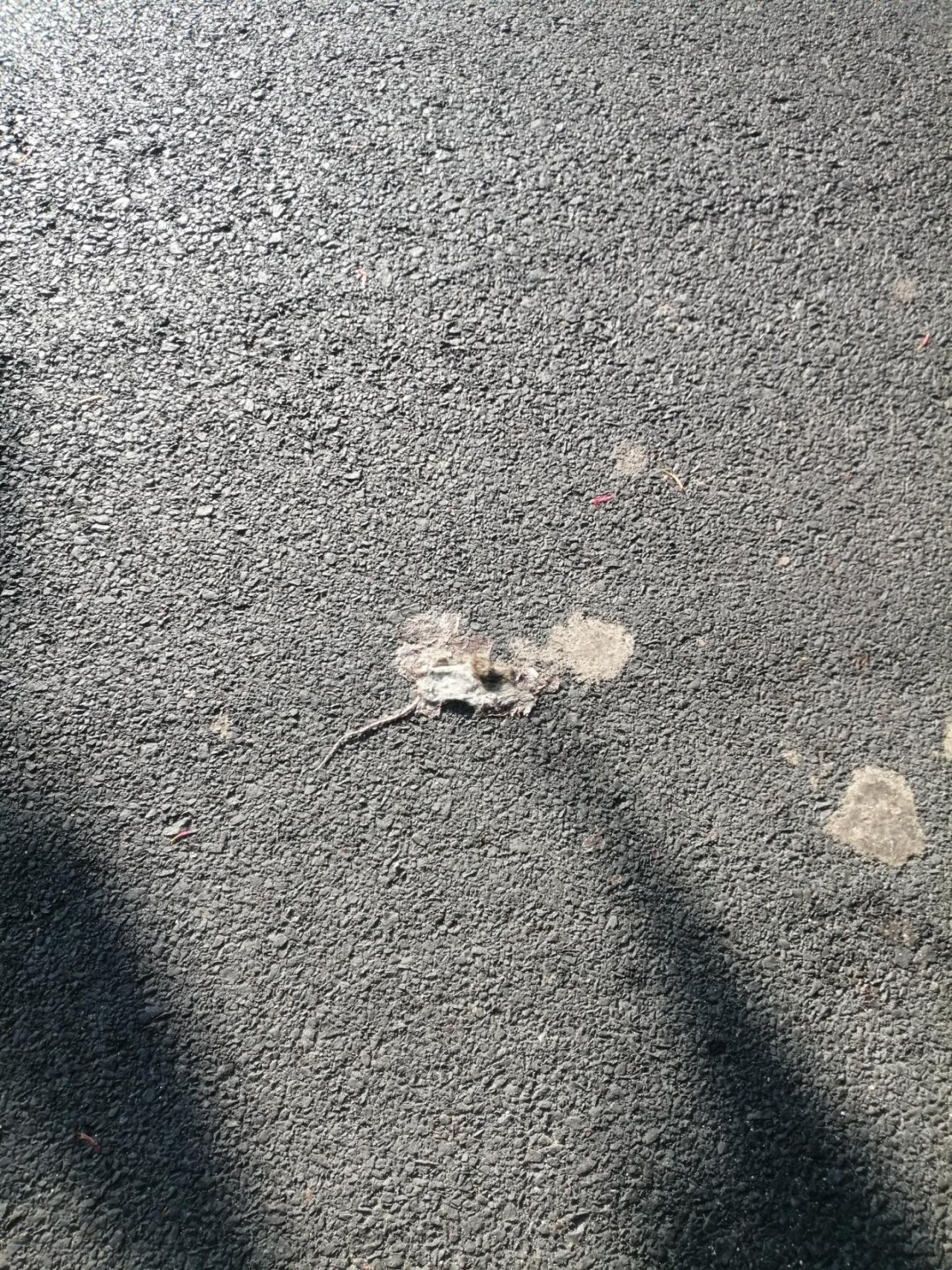 Reptil in Roadkill App spotted by Nilesh Shah on 27.01.2021