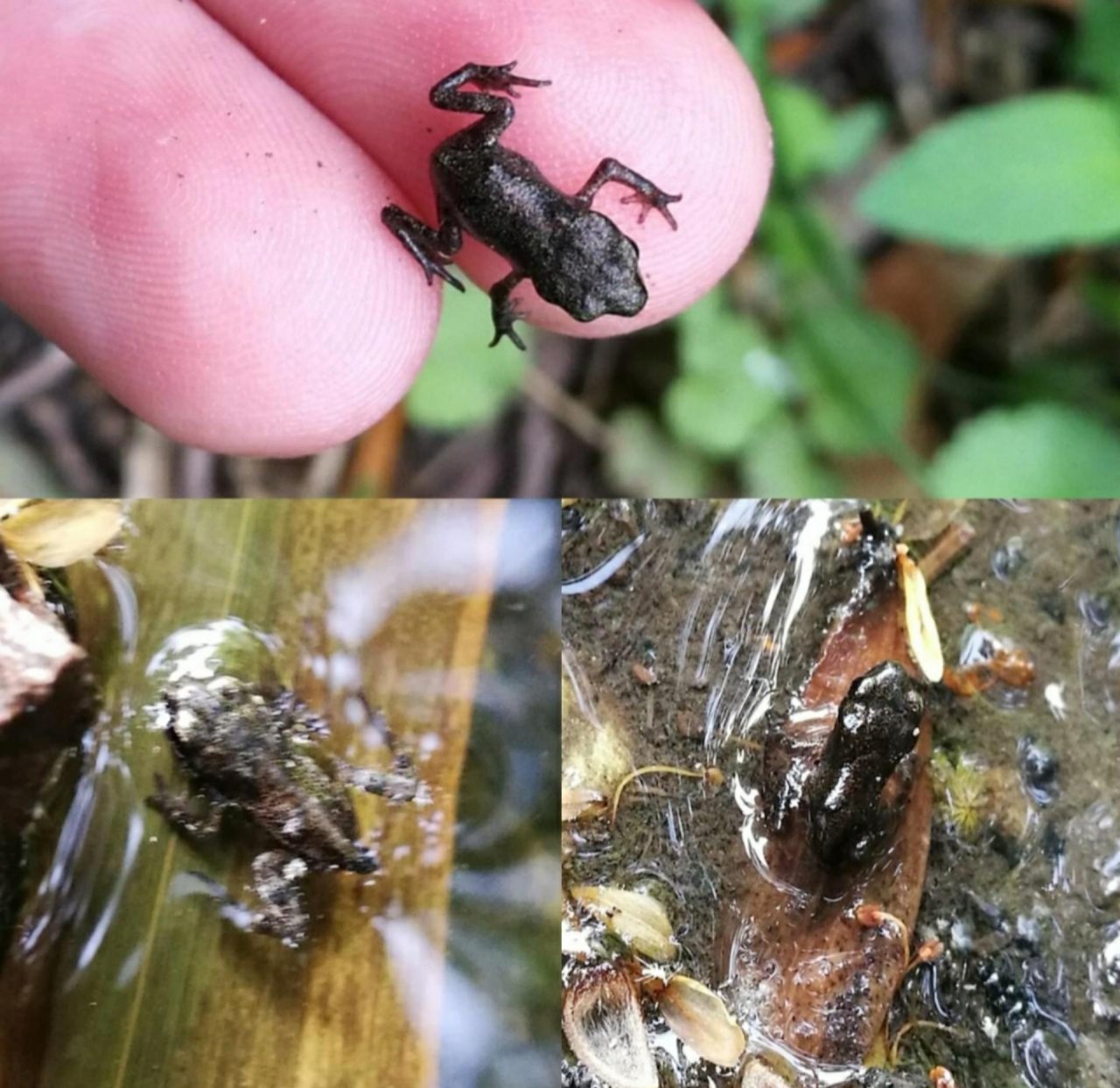 Animals in NatureSpots App spotted by Insectsvienna on 18.06.2019