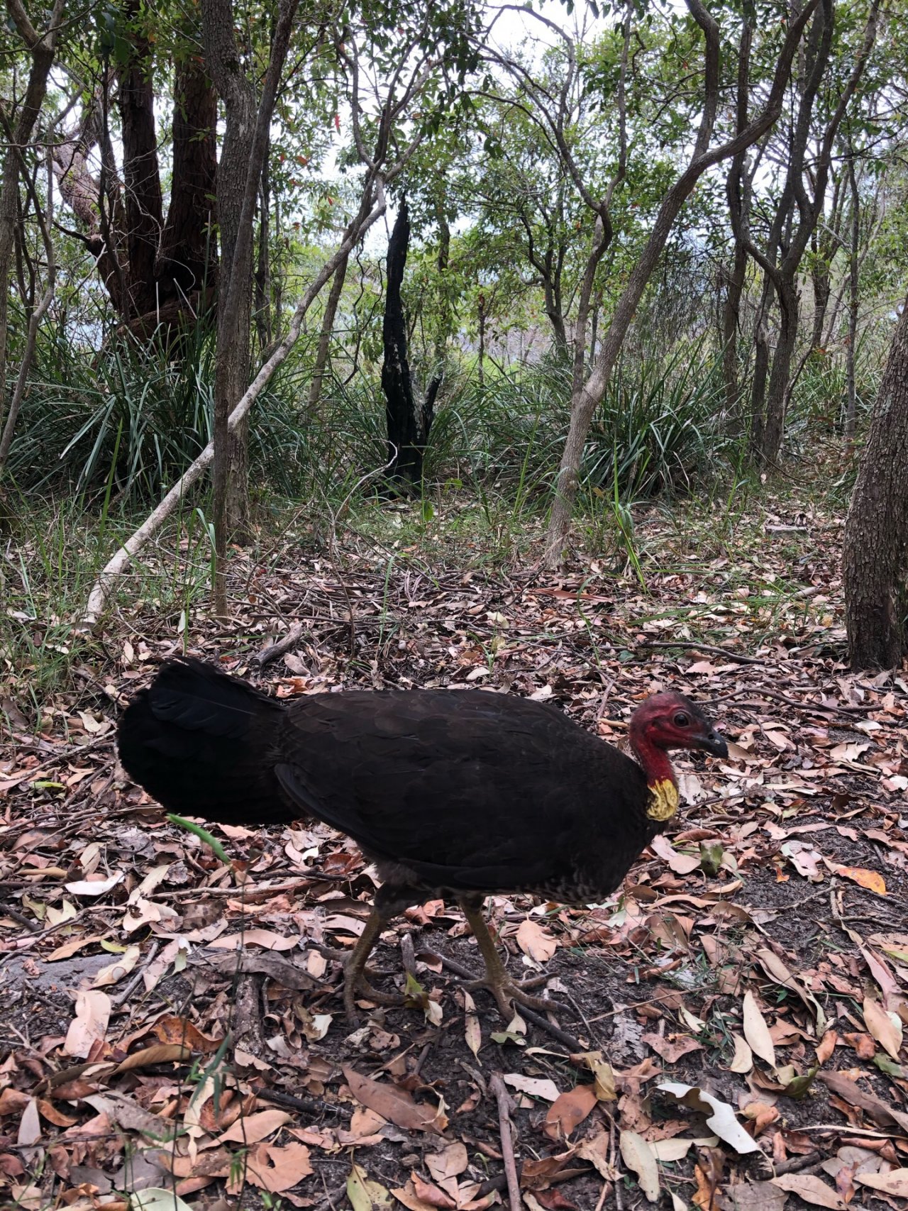 Brush-turkey in Big City Birds App spotted by Cockie on 13.12.2020