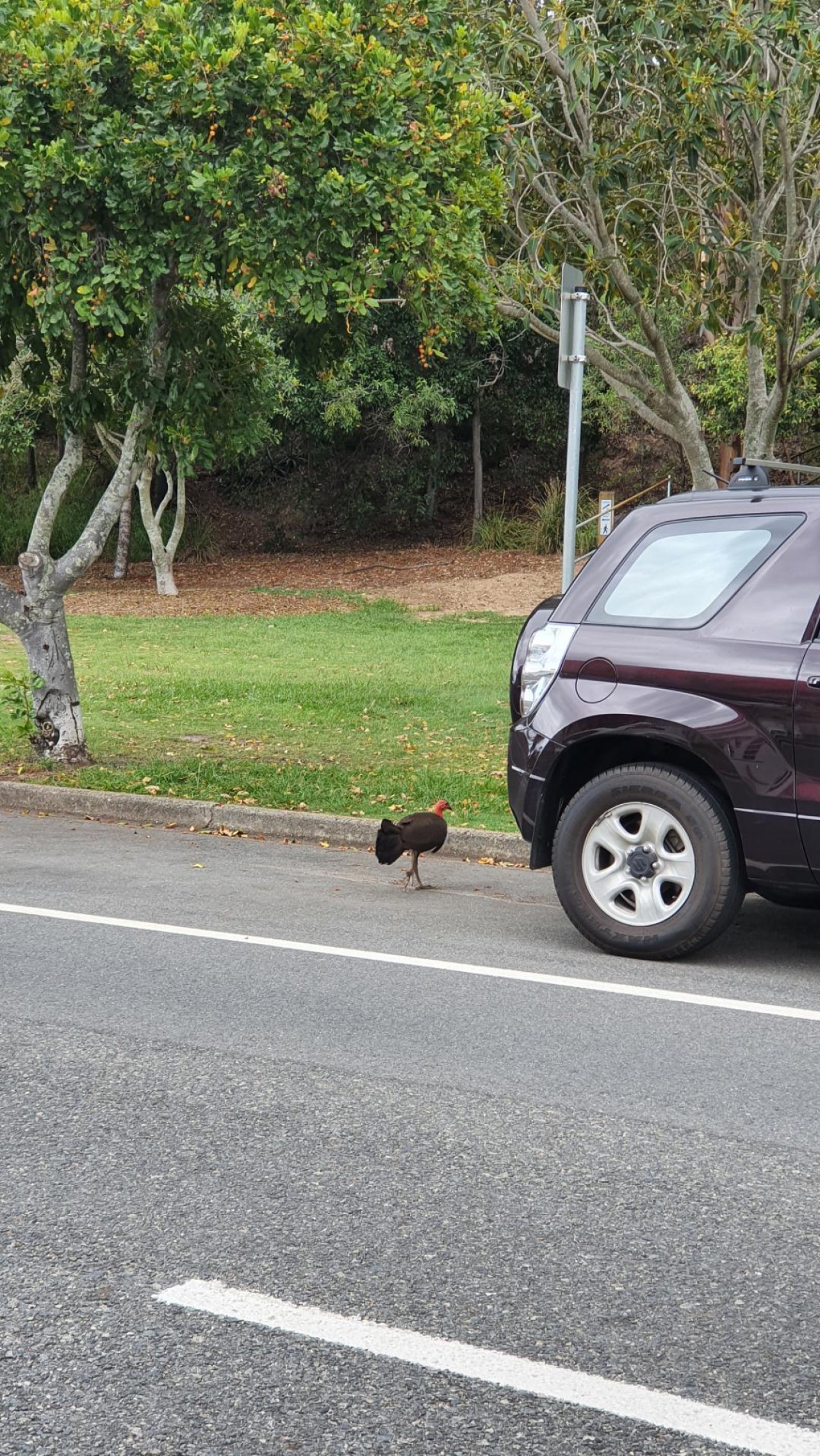 Brush-turkey in Big City Birds App spotted by Amber on 26.12.2020