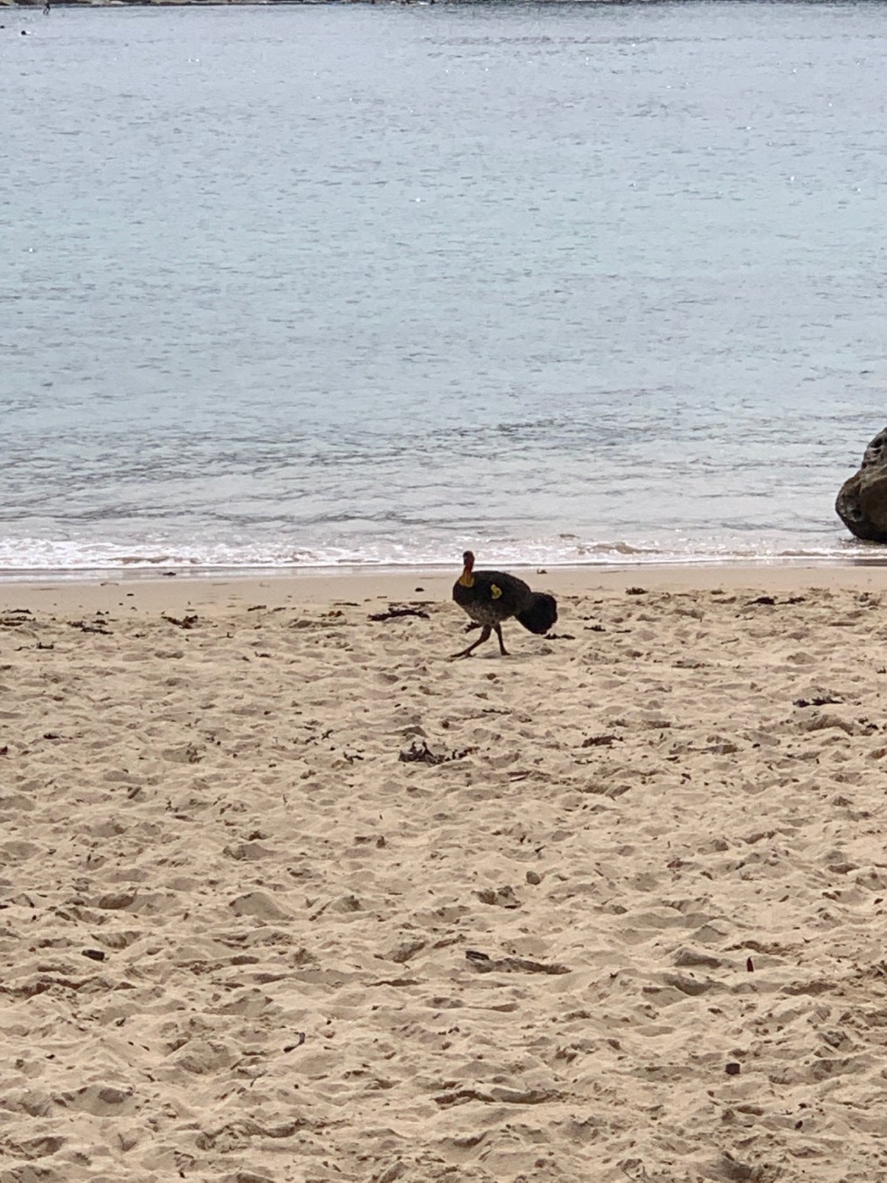 Brush-turkey in Big City Birds App spotted by John Martin on 07.01.2021