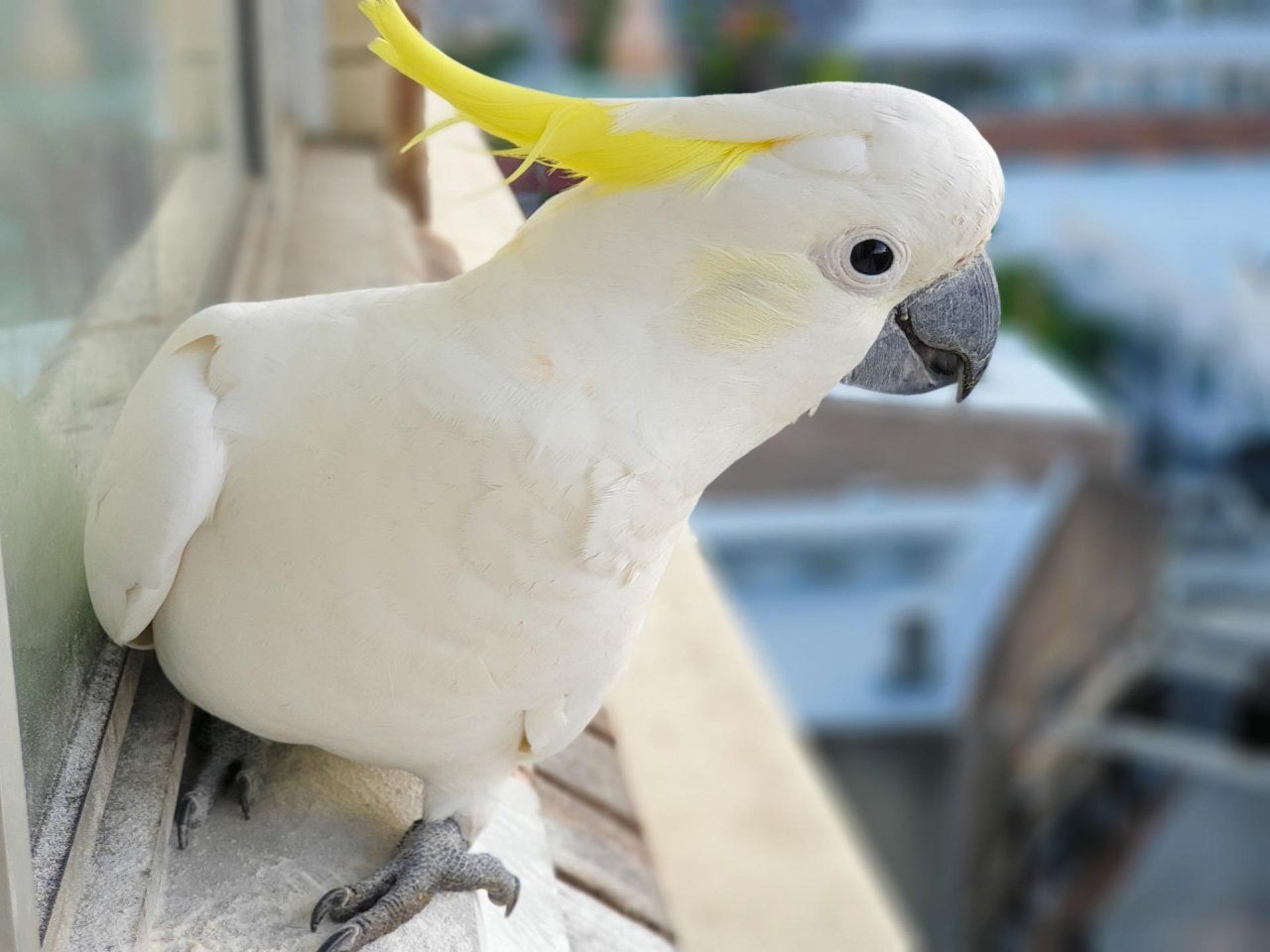 Sulphur-crested Cockatoo in Big City Birds App spotted by Tom Massey on 03.03.2021